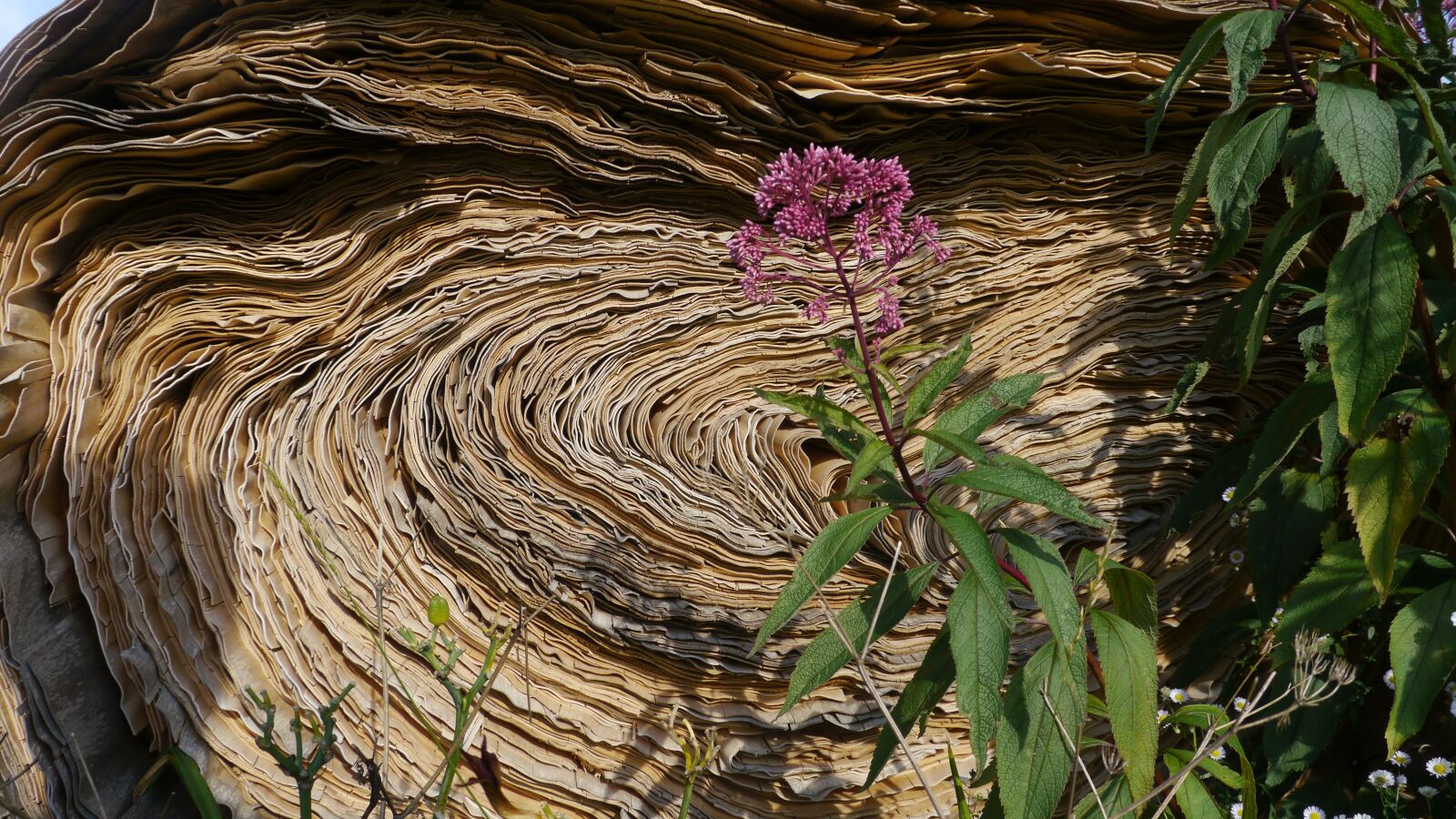 Panasonic Lumix DMC-GH2 sample photo. Wood, flower, blossom photography