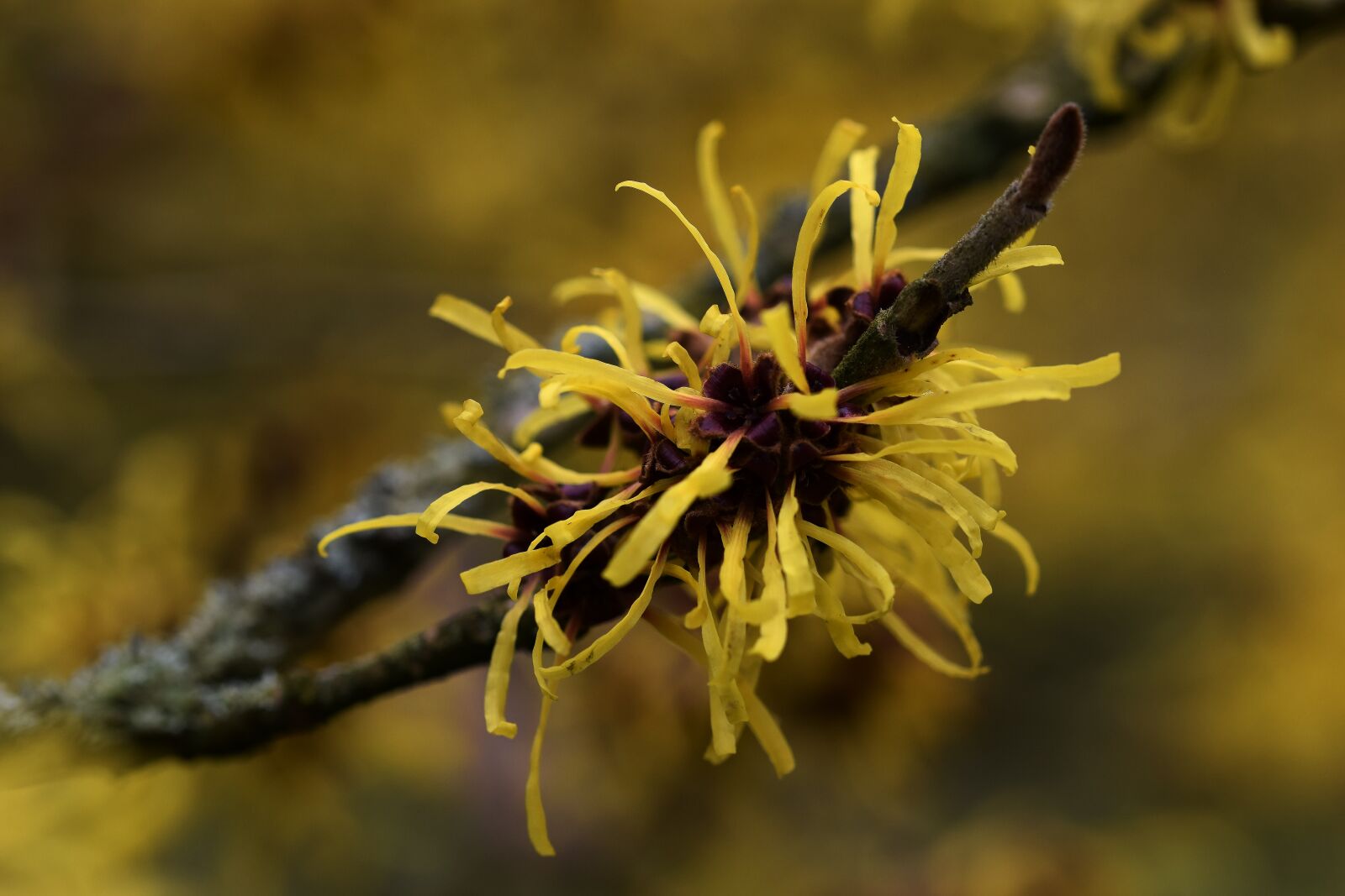 Nikon D3300 sample photo. Nature, flower, closeup photography