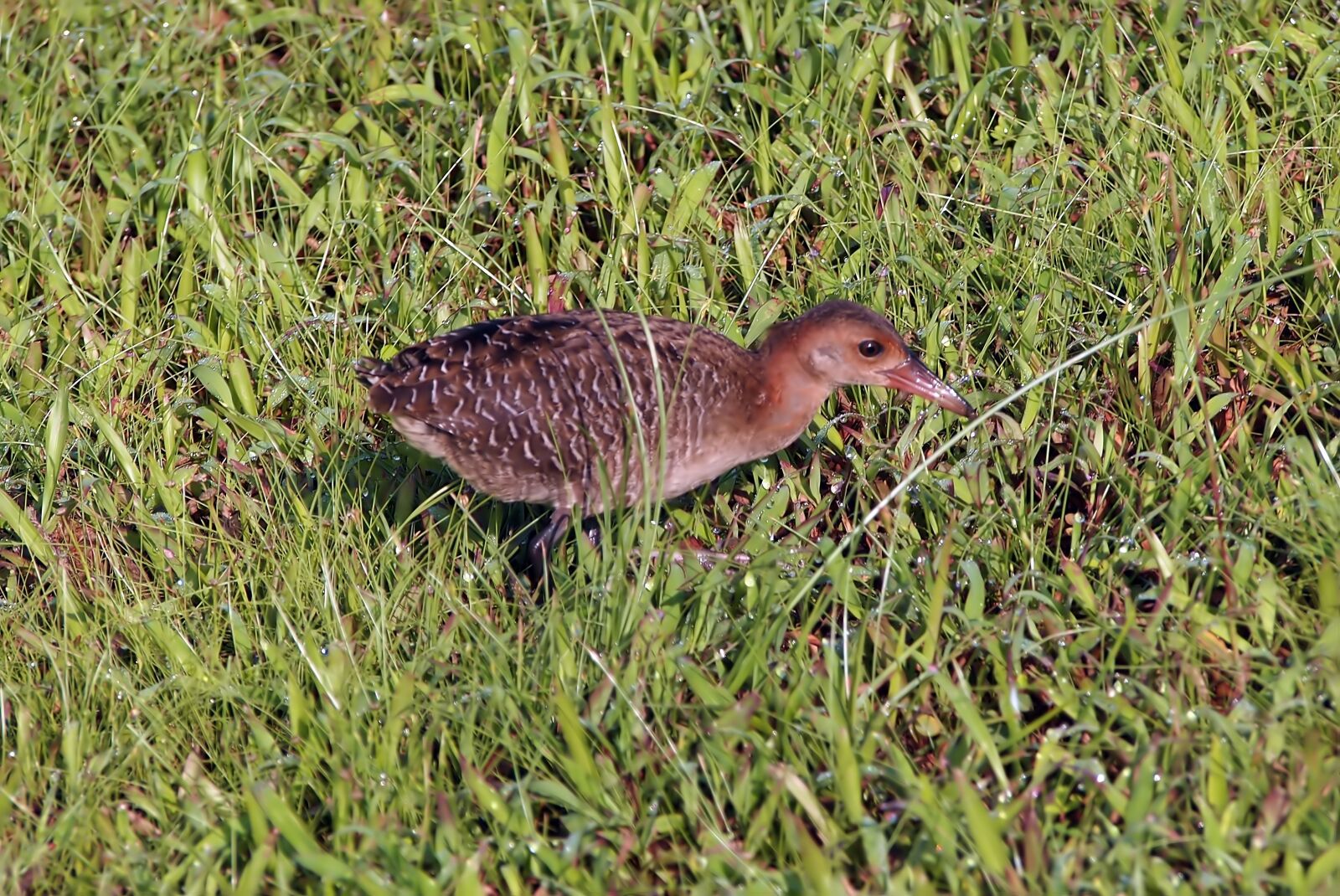 Olympus PEN E-PL1 sample photo. Water rail, wild, bird photography