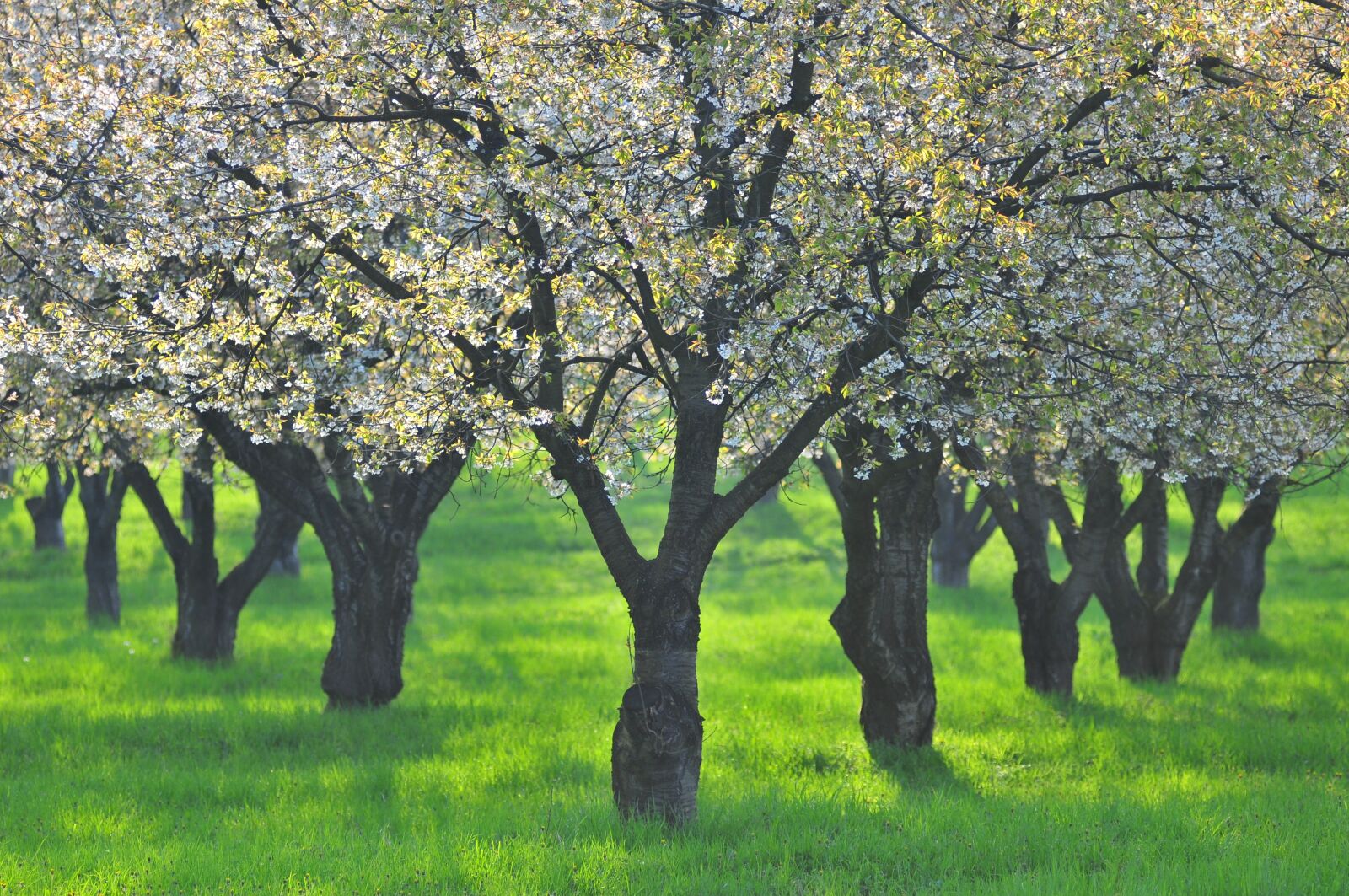 Nikon D300 sample photo. Green, tree, spring photography