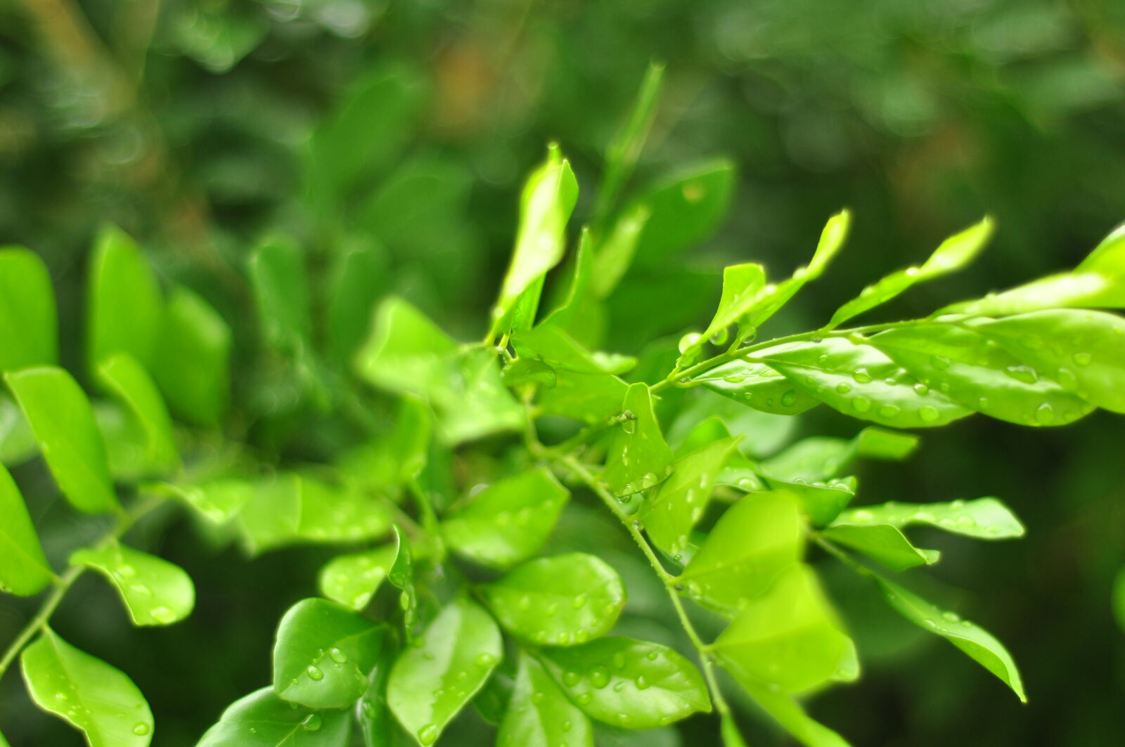 Nikon AF Nikkor 50mm F1.8D sample photo. Green, leaves, rain, raindrops photography