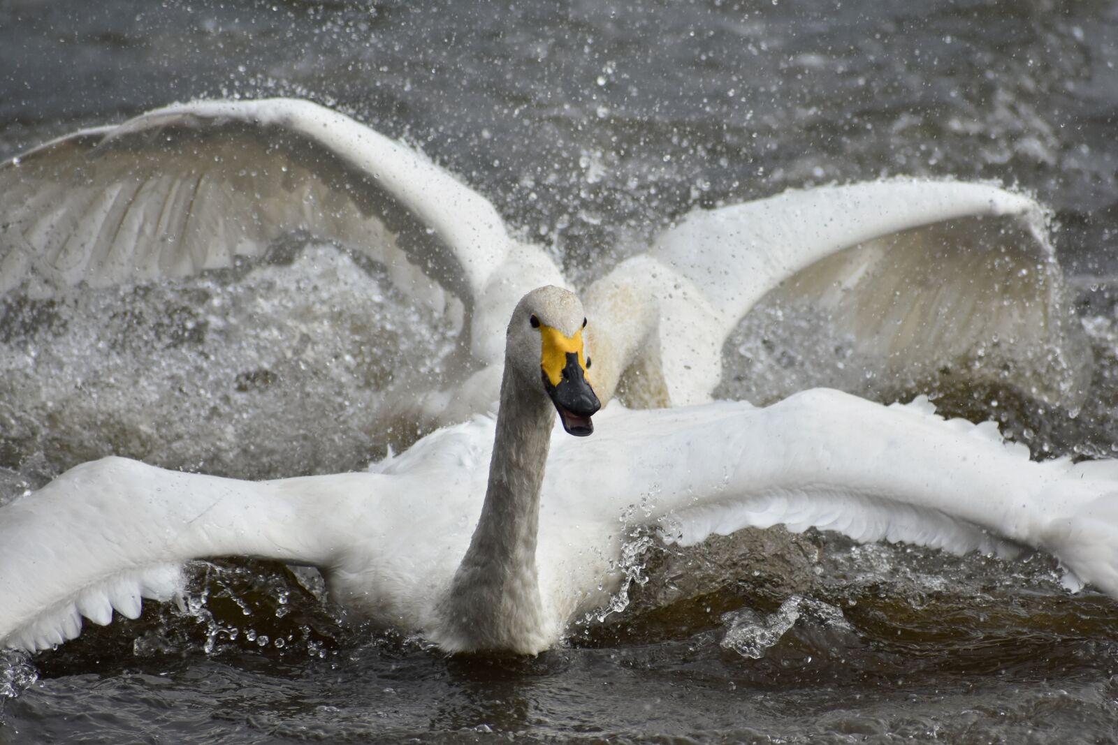 Nikon D7200 sample photo. Animal, lake, waterside photography