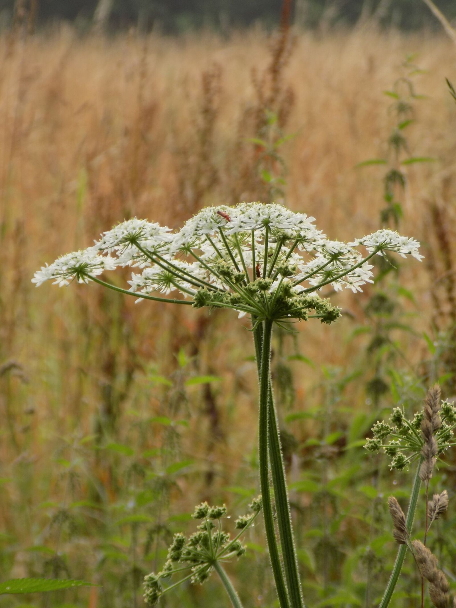Nikon COOLPIX L340 sample photo. Giersch, umbelliferae, medicinal plant photography