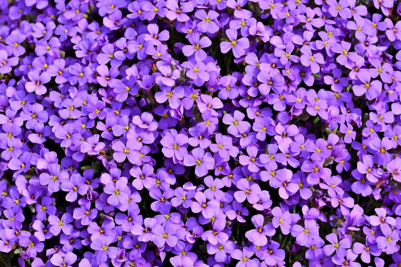 Nikon D7200 sample photo. Blue pillow, aubrietien, violet photography