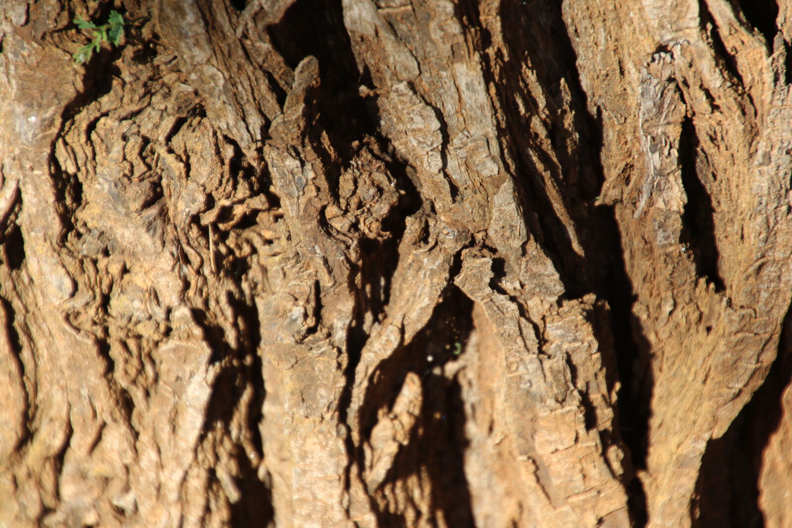 Canon EOS 7D Mark II sample photo. Background, bark, brown, rough photography