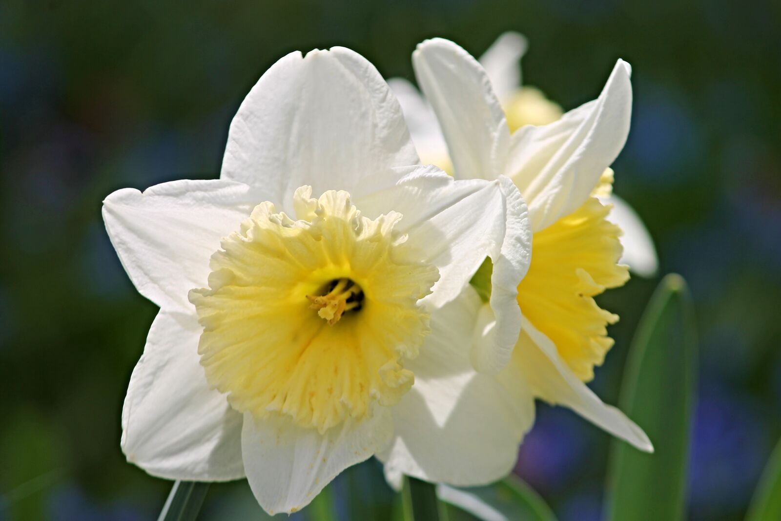 Canon EOS 1100D (EOS Rebel T3 / EOS Kiss X50) sample photo. Narcissus, narcissus pseudonarcissus, ostergloeckchen photography