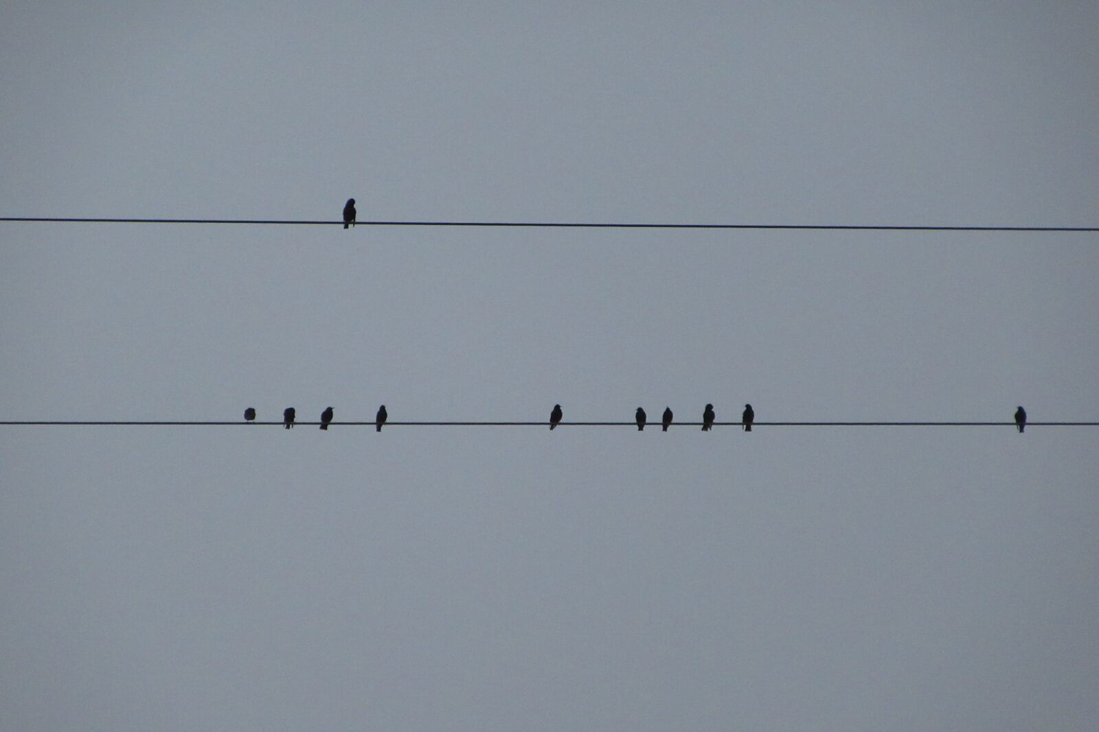 Canon PowerShot SX610 HS sample photo. Birds, pylon, nature photography