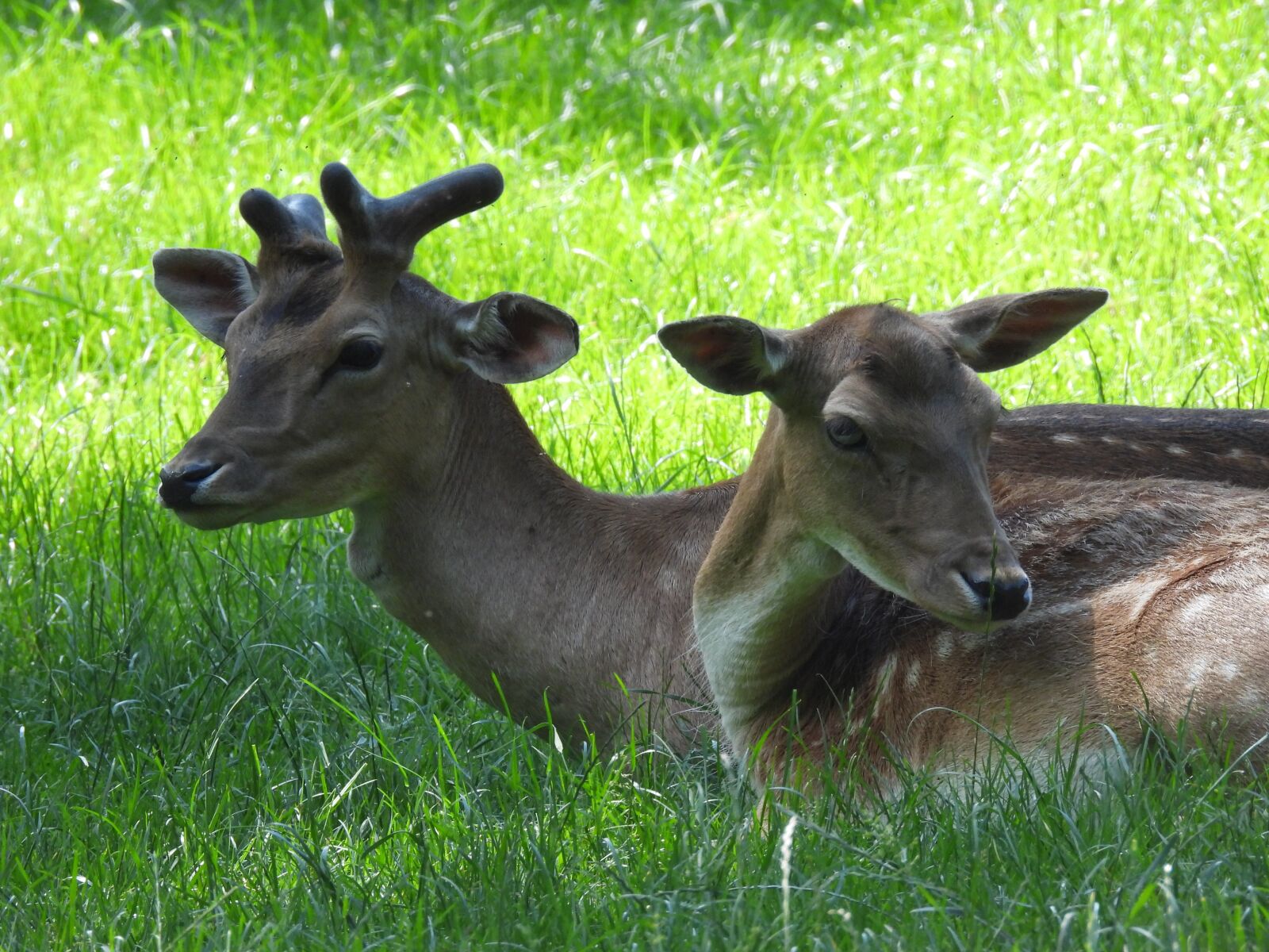 Nikon Coolpix P950 sample photo. Roe deer, nature, animal photography