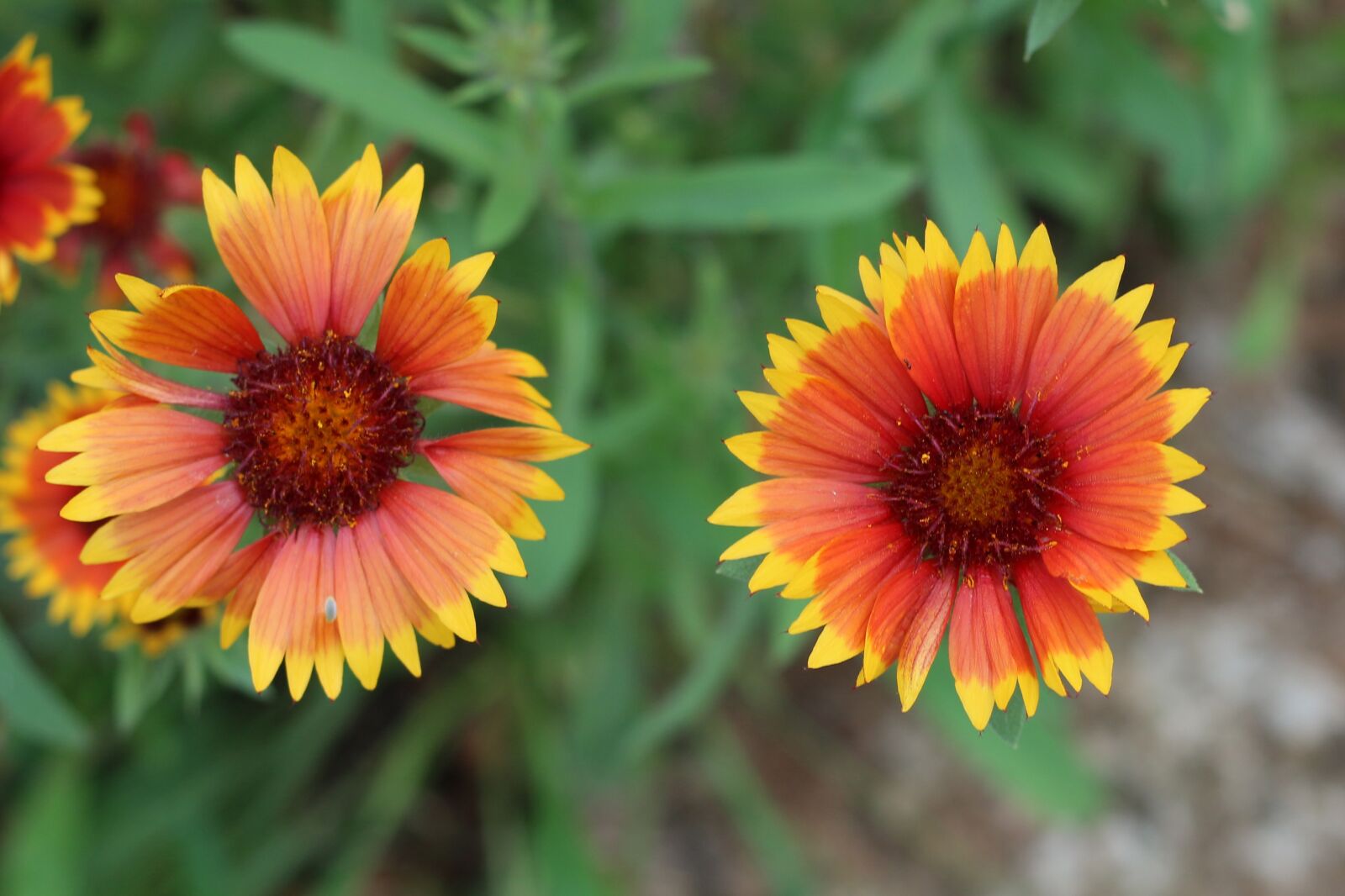Canon EF 50mm F1.8 STM sample photo. Blanket flower, nature, yellow photography