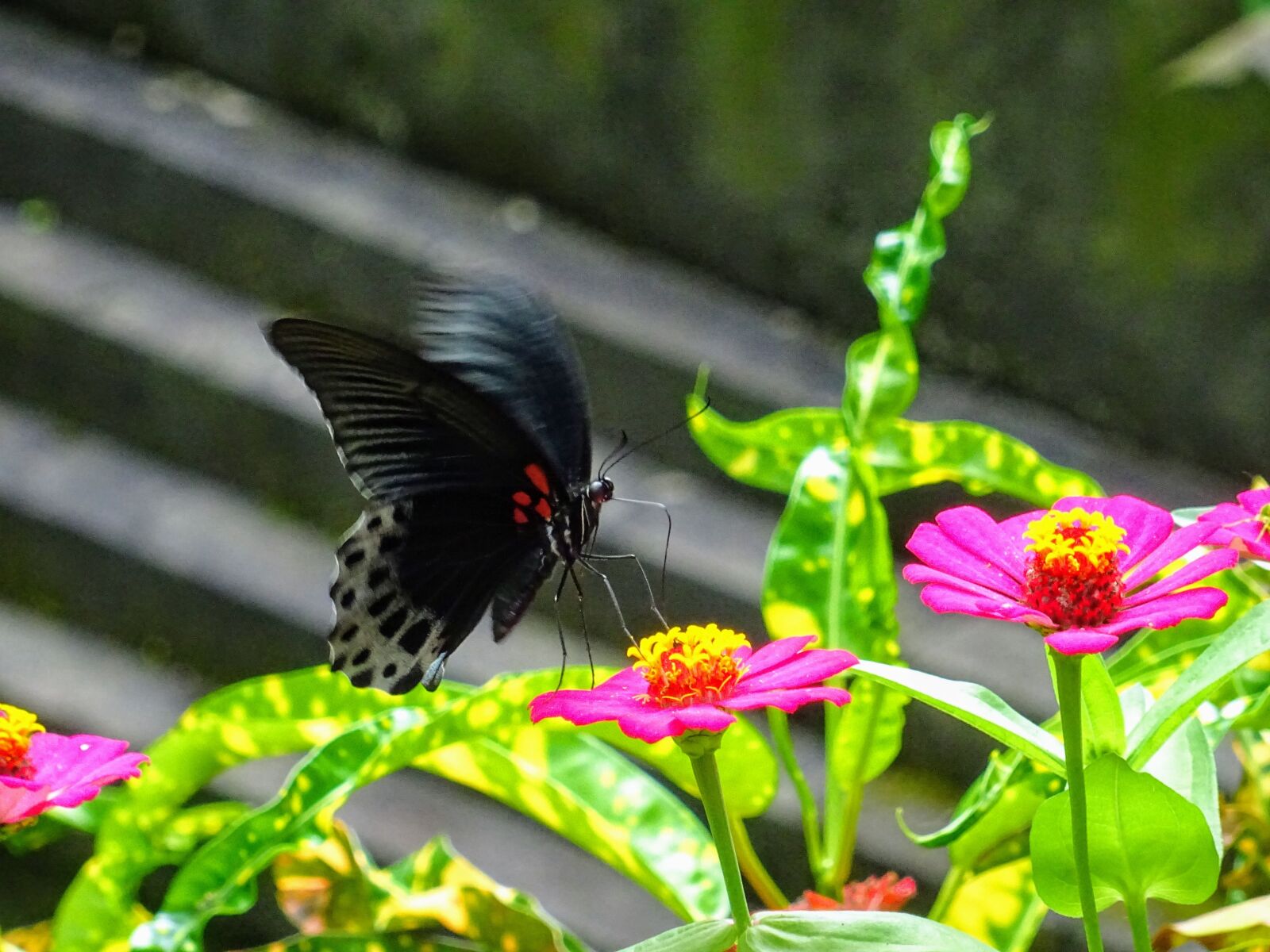 Sony DSC-HX60 sample photo. Butterfly, flower, insect photography