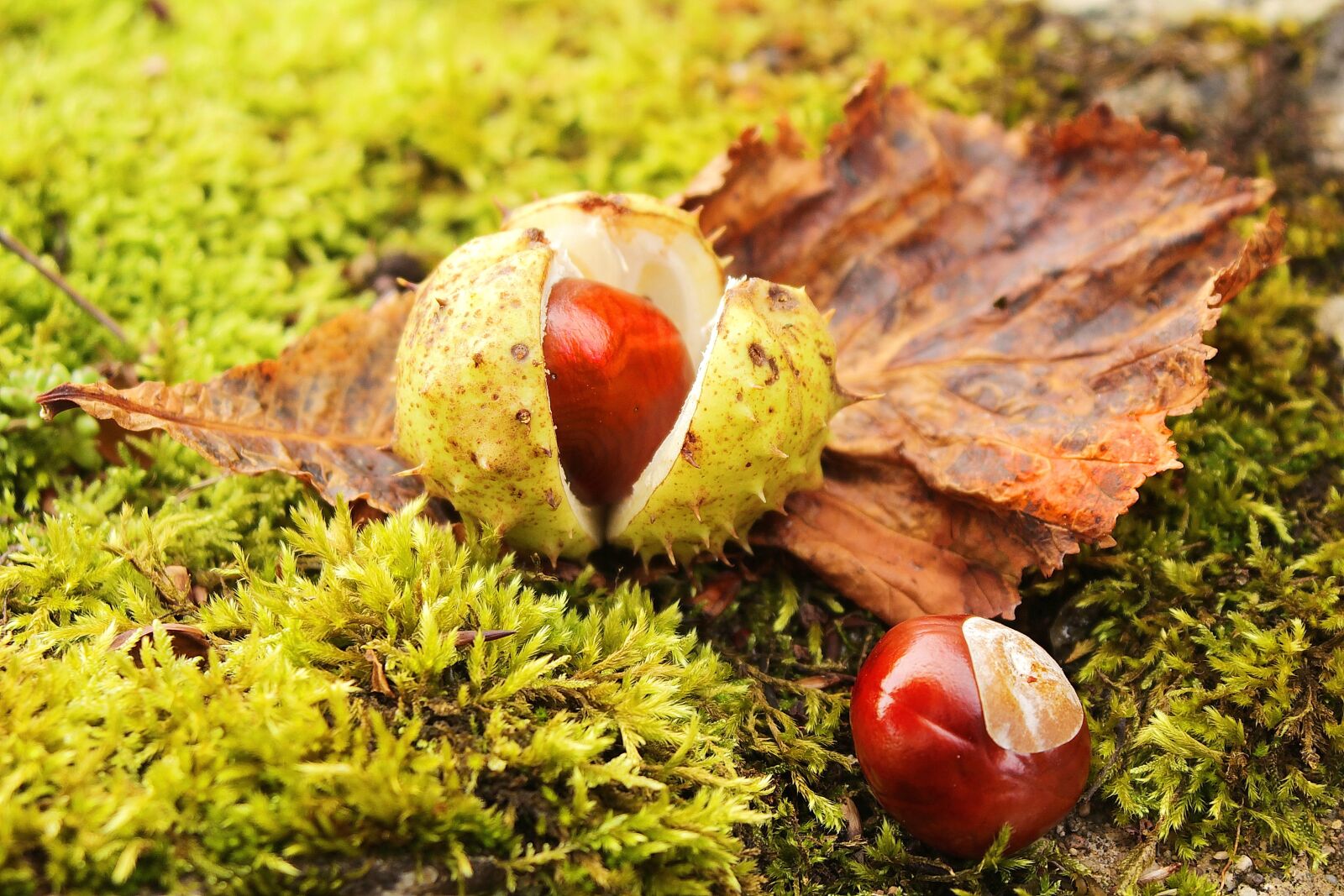 Canon EOS 600D (Rebel EOS T3i / EOS Kiss X5) sample photo. Chestnut, chestnut tree, chestnut photography