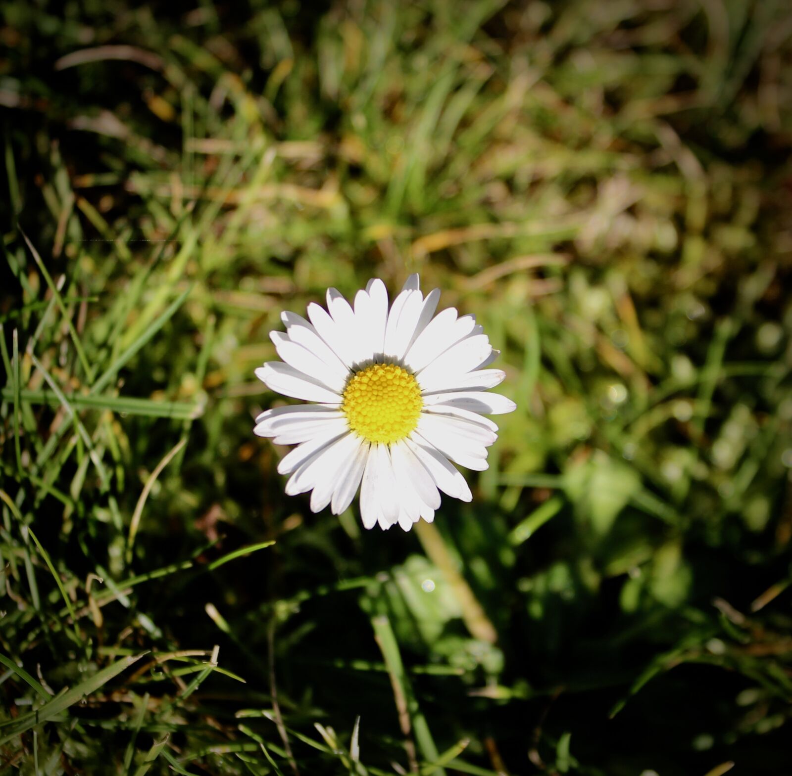 Canon EOS 600D (Rebel EOS T3i / EOS Kiss X5) sample photo. Geese flower, bleed, daisy photography