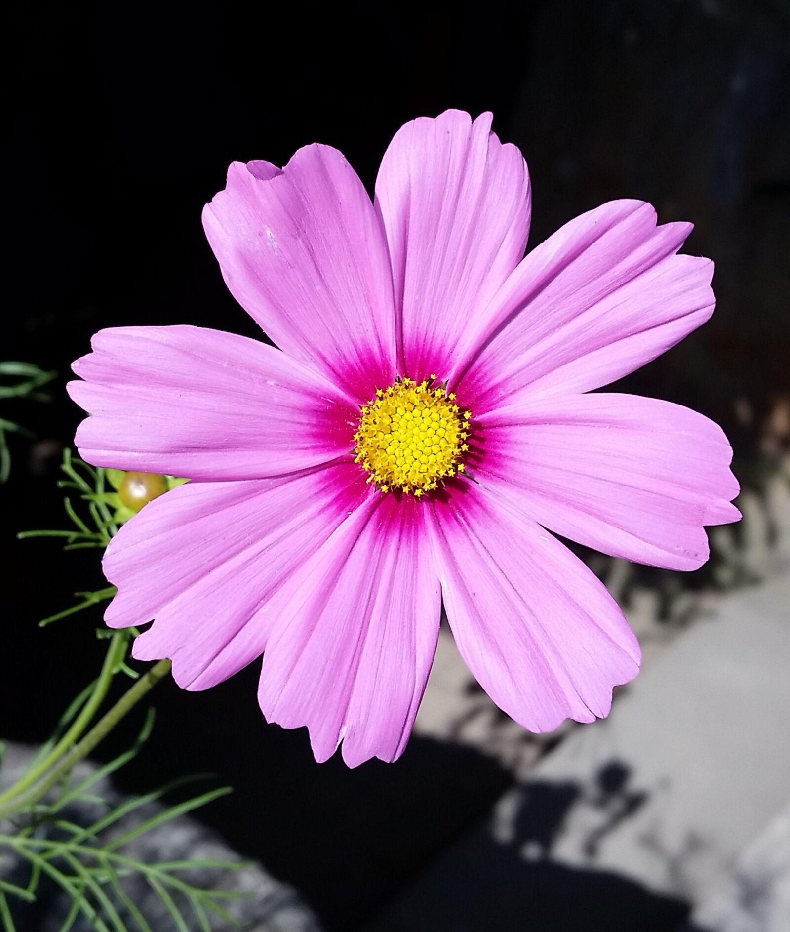 Samsung Galaxy S5 sample photo. Pink, flower, blossom photography