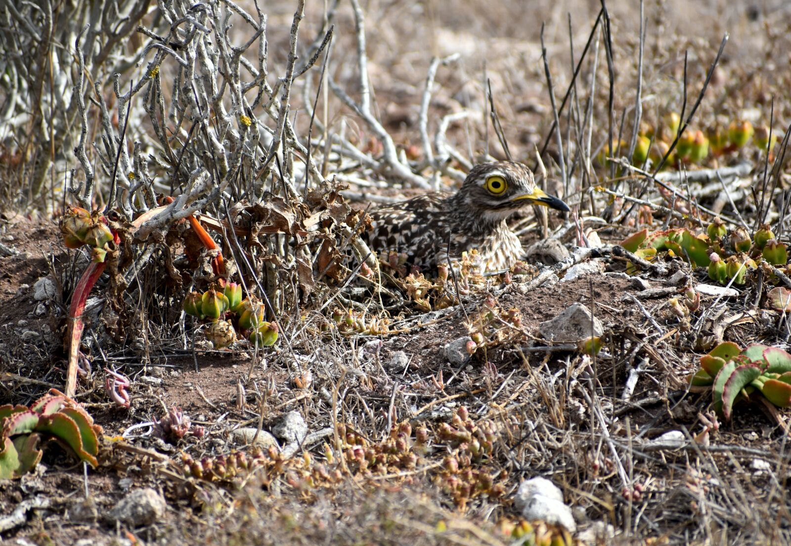 Nikon D5500 sample photo. Avian, bird, nesting photography