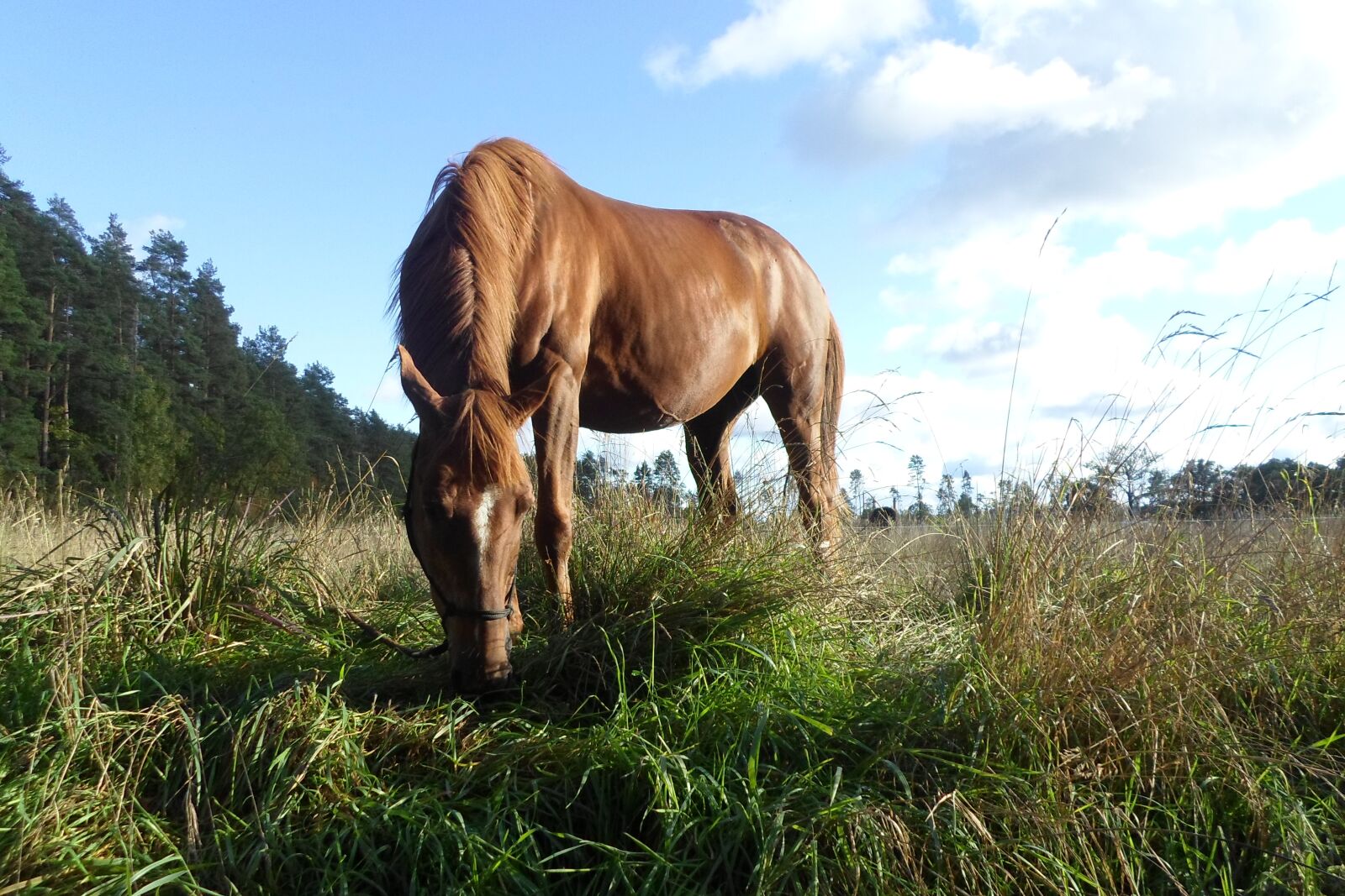 Samsung ES95 sample photo. Horse, horses, equine photography