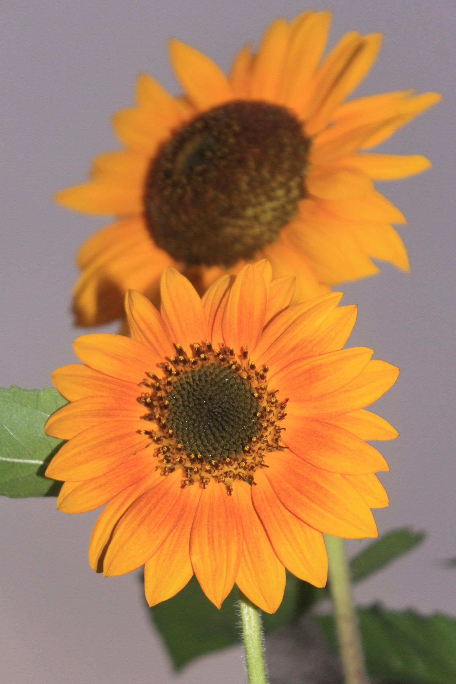 Canon EOS 1100D (EOS Rebel T3 / EOS Kiss X50) sample photo. Sun flower, plant, flora photography