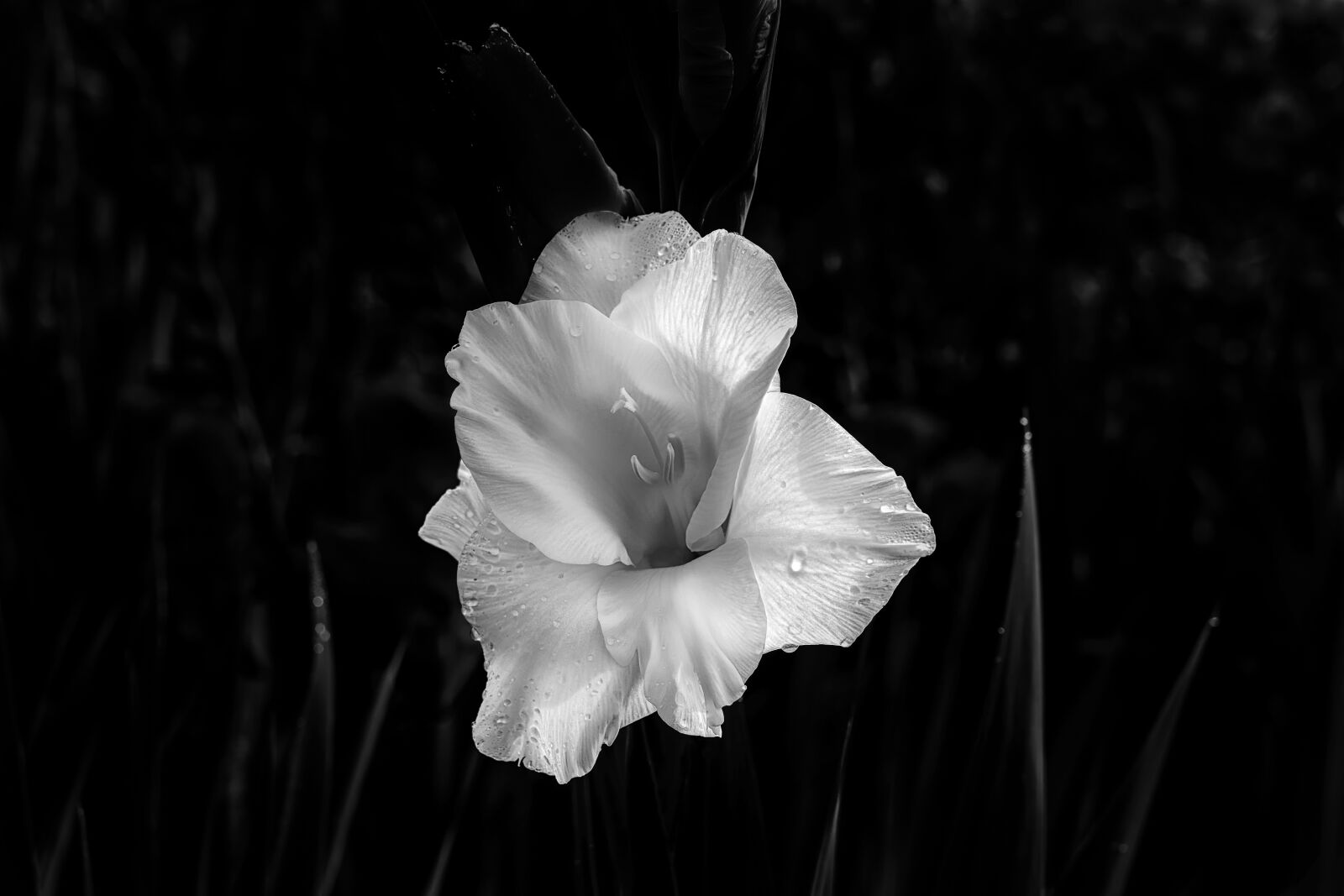 Nikon D7200 sample photo. Gladiolus, nature, blossom photography