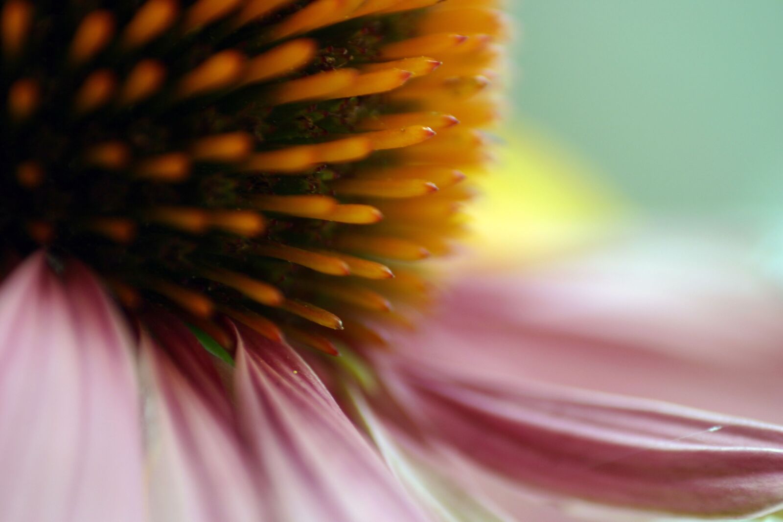Canon EOS 300D (EOS Digital Rebel / EOS Kiss Digital) sample photo. Echinacea, flower, blossom photography