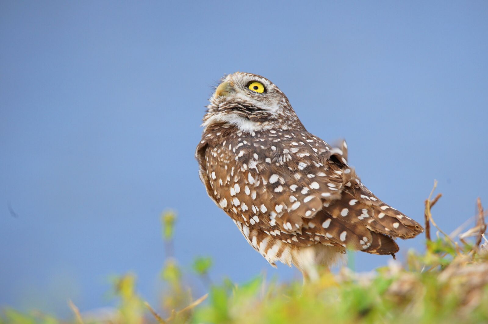 Tamron SP 150-600mm F5-6.3 Di VC USD sample photo. Owl, burrowing owl, small photography