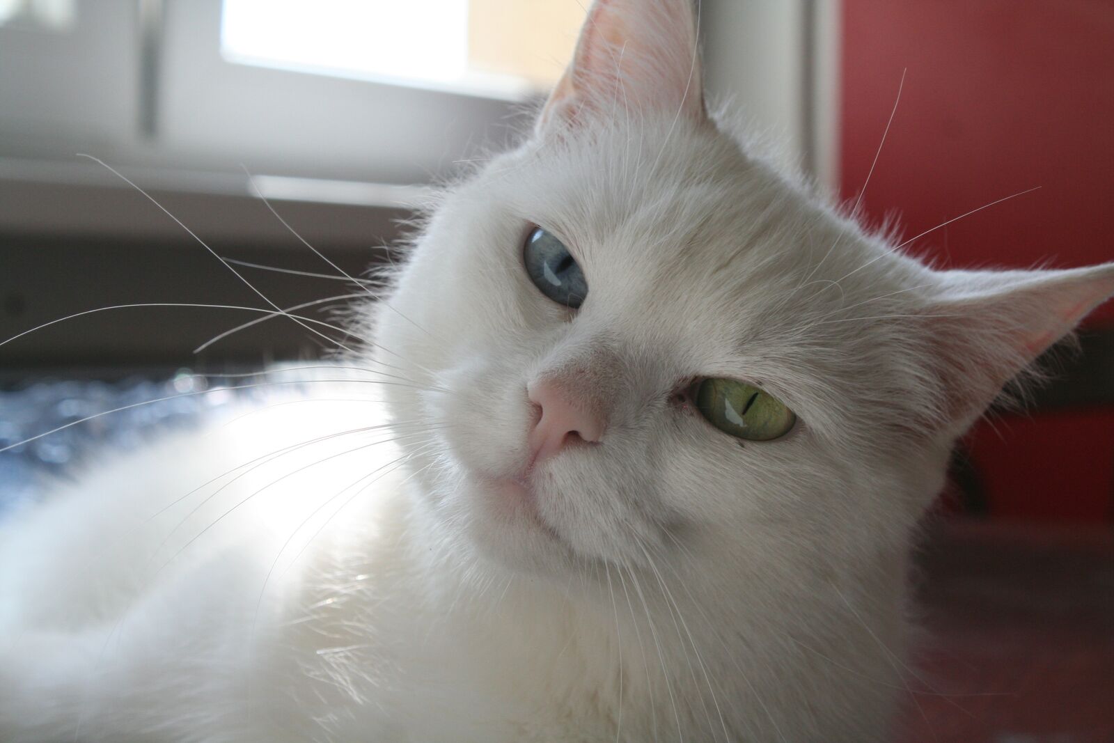 Canon EOS 350D (EOS Digital Rebel XT / EOS Kiss Digital N) sample photo. Cat, white cat, cat photography