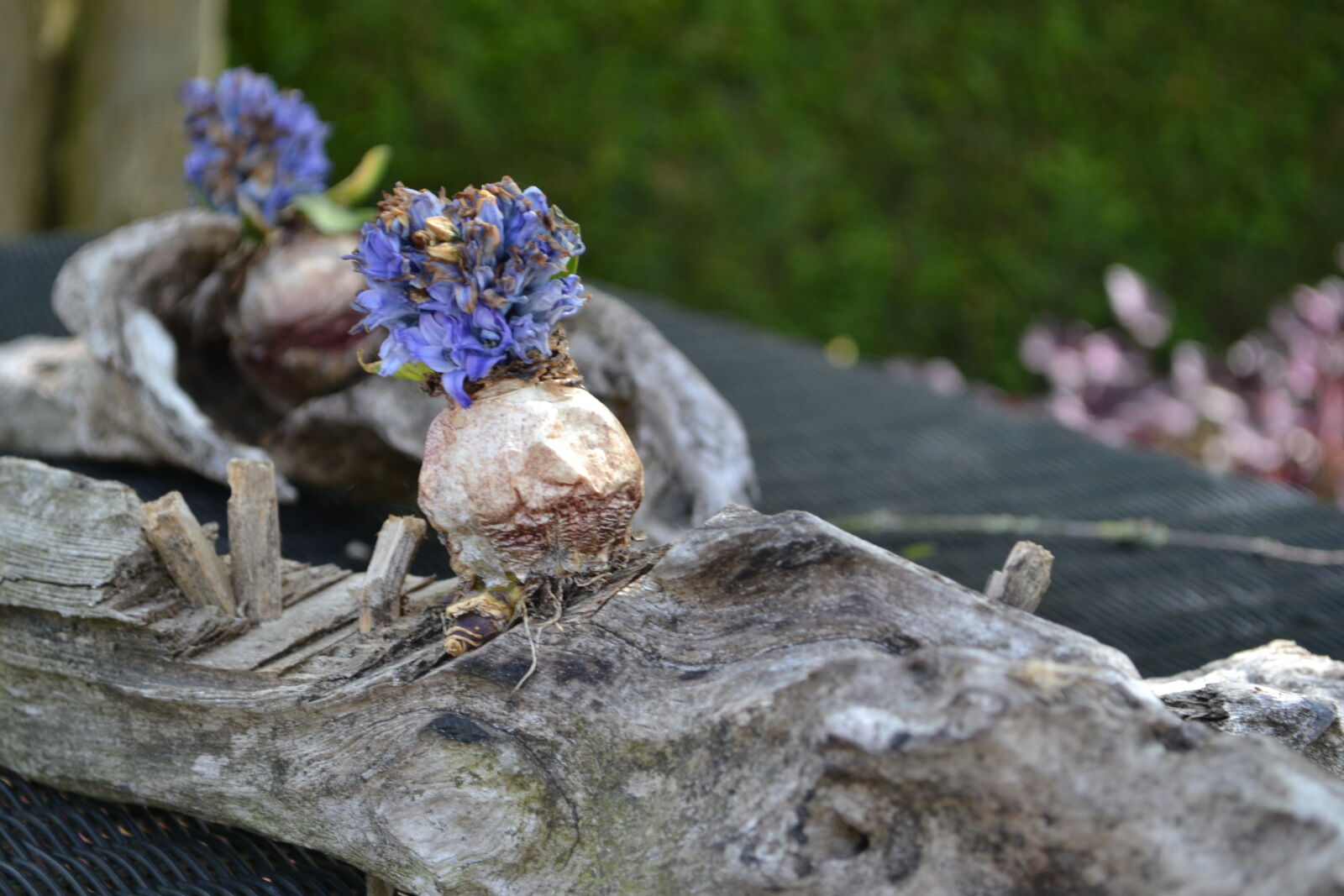 Nikon D3100 sample photo. Flowers, mevrouw, s, mylifewiths photography