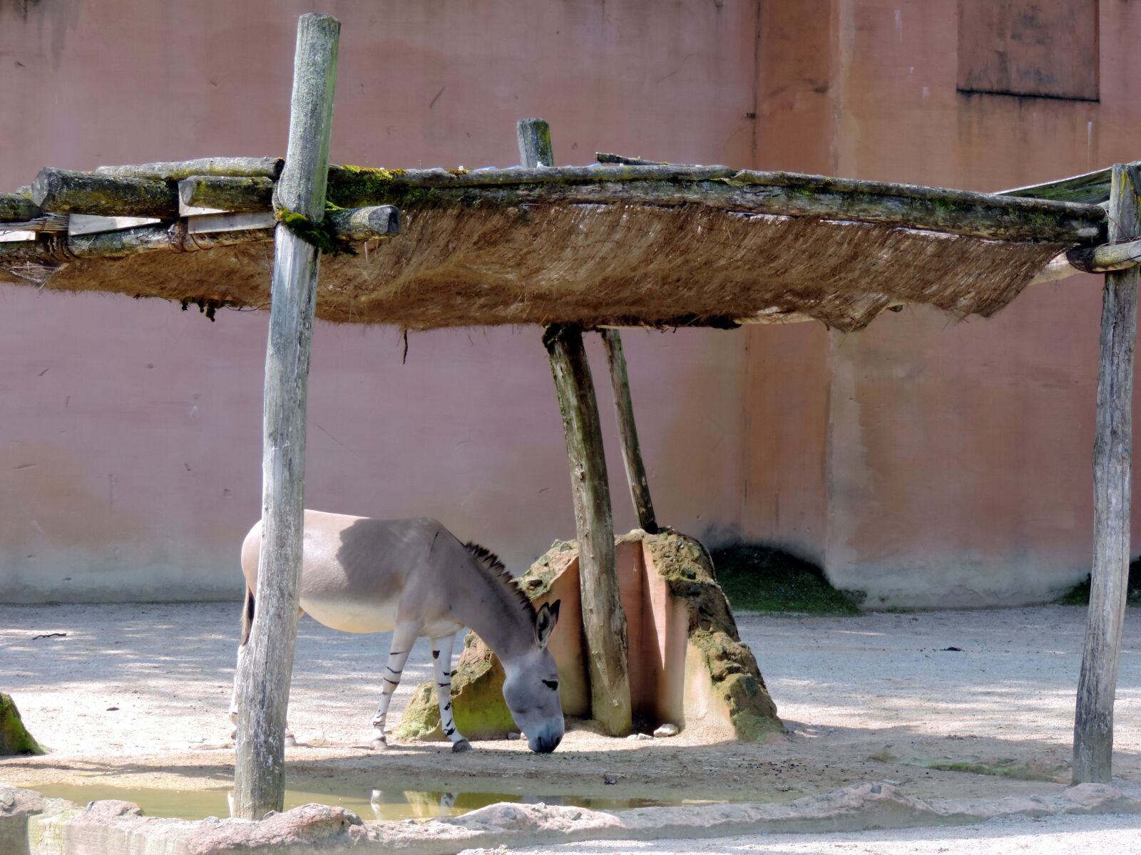 Nikon Coolpix P520 sample photo. Donkey, livestock, mammal photography