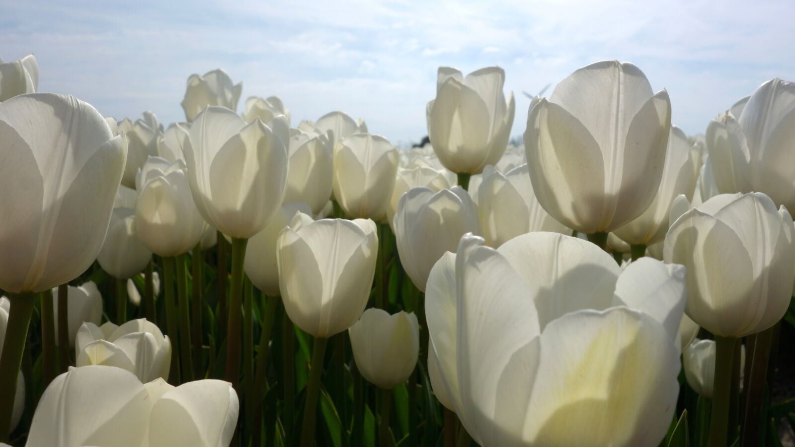 Sony Cyber-shot DSC-RX100 sample photo. Tulips, white, tulip fields photography