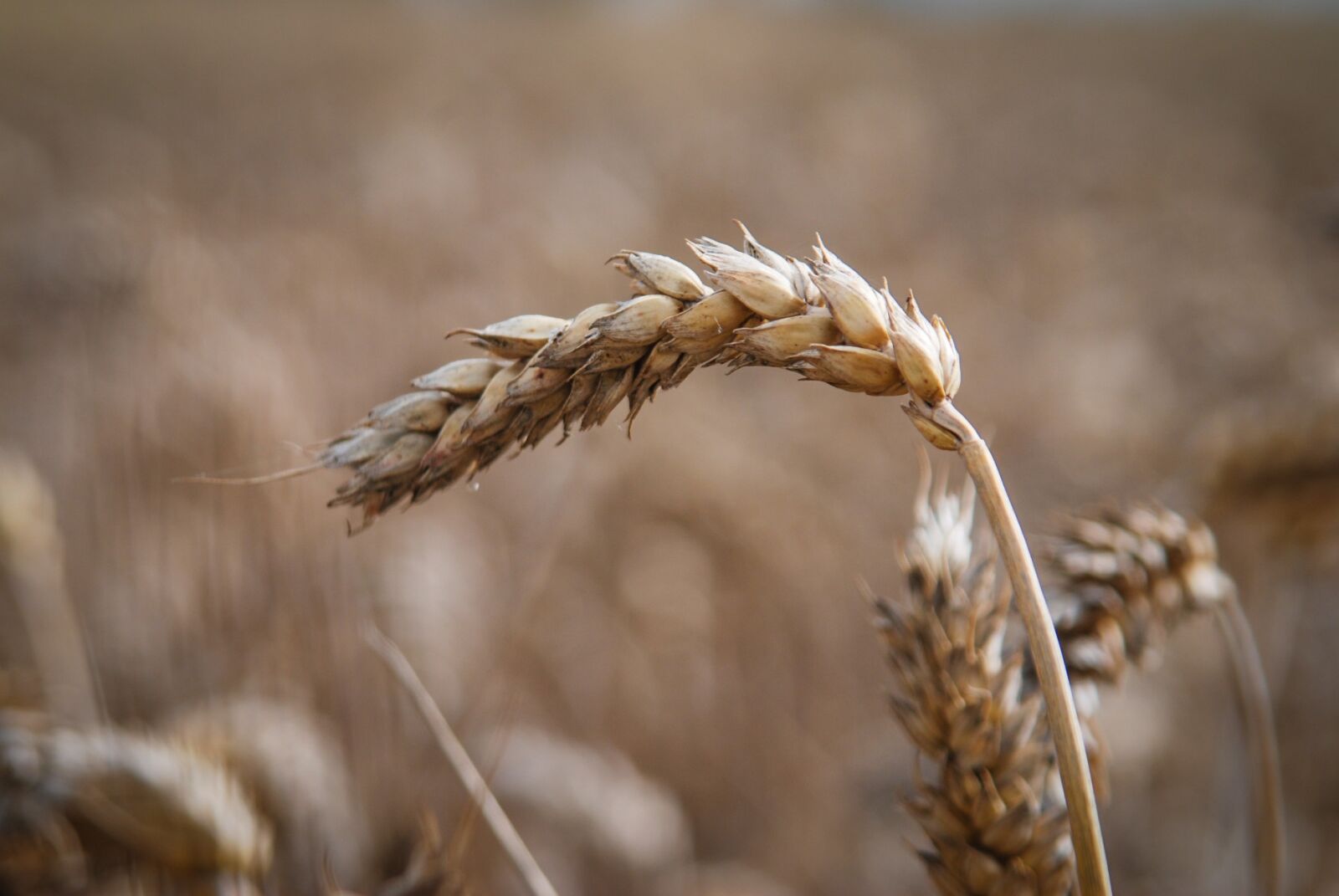 Nikon D80 sample photo. Grain, summer, crop photography