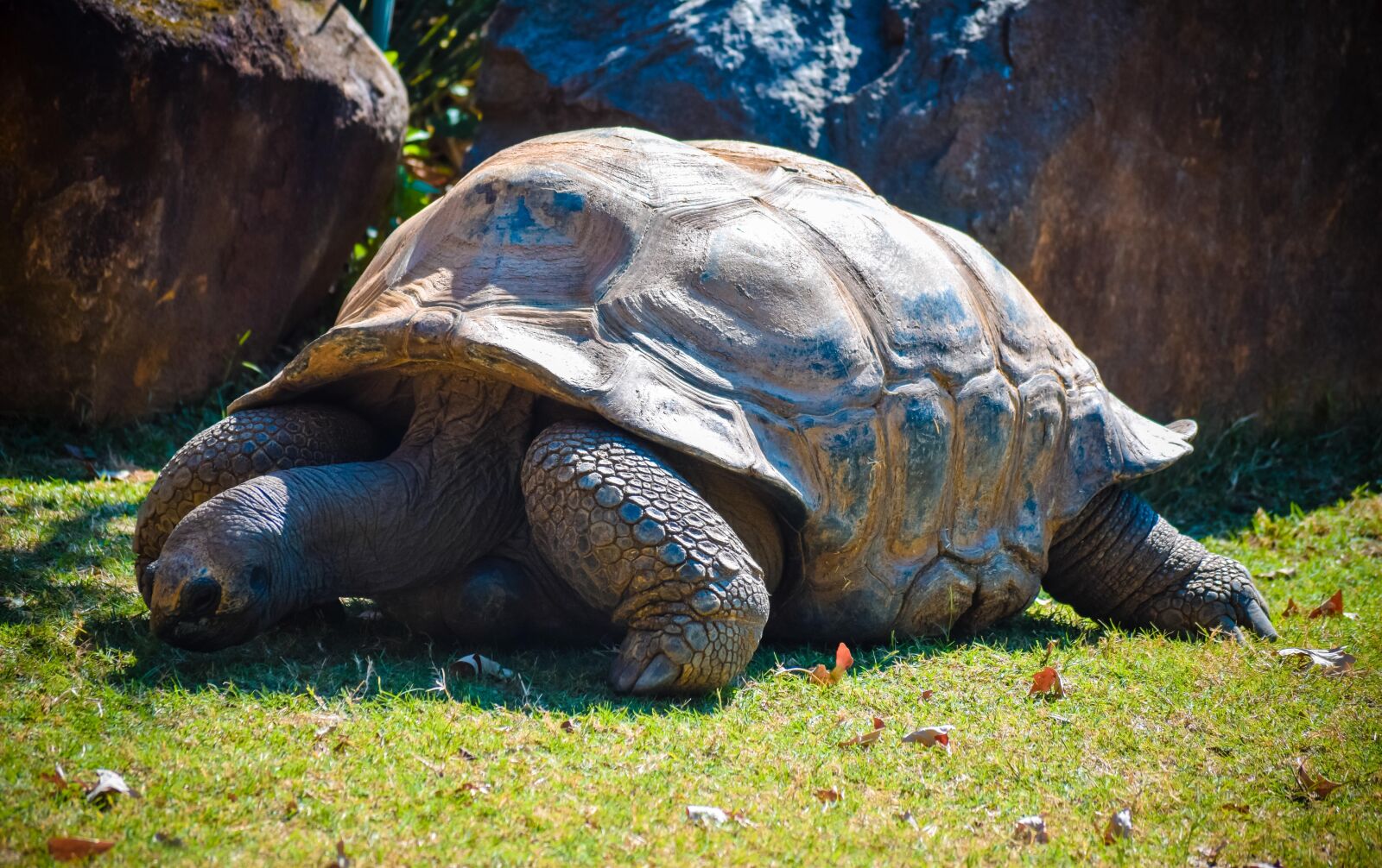 Nikon D5300 sample photo. Reptile, tortoise, turtle photography