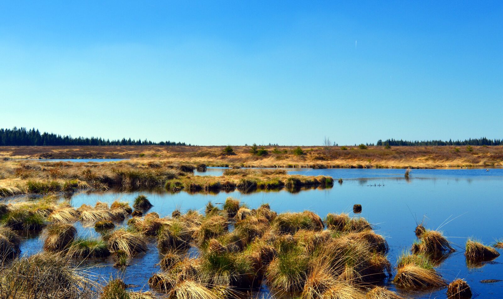 Nikon D3200 sample photo. Moor, peat bog, venn photography