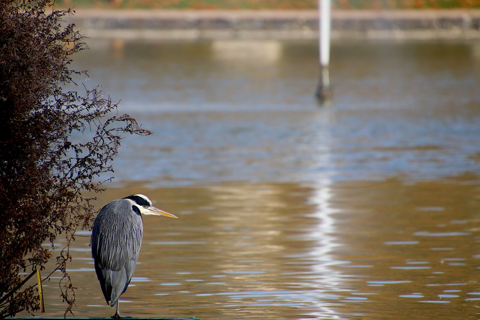 Canon EOS 800D (EOS Rebel T7i / EOS Kiss X9i) sample photo. Heron, lookout, careful photography