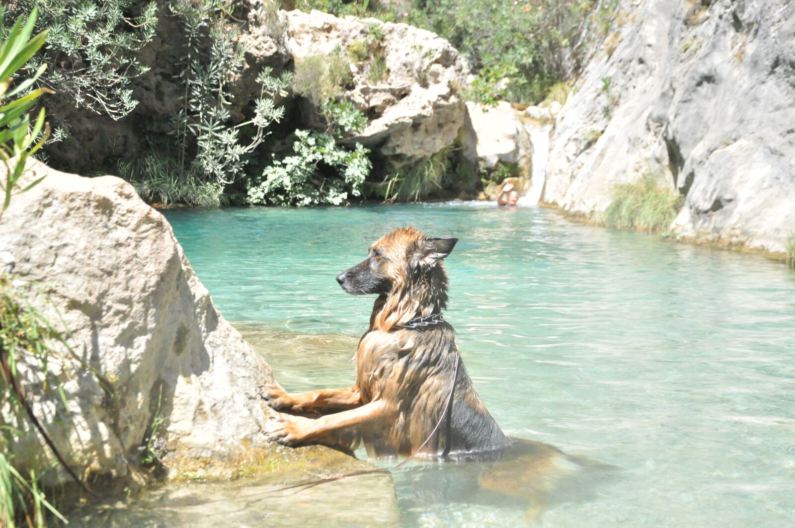 Nikon D5000 sample photo. Dog, water, pet photography