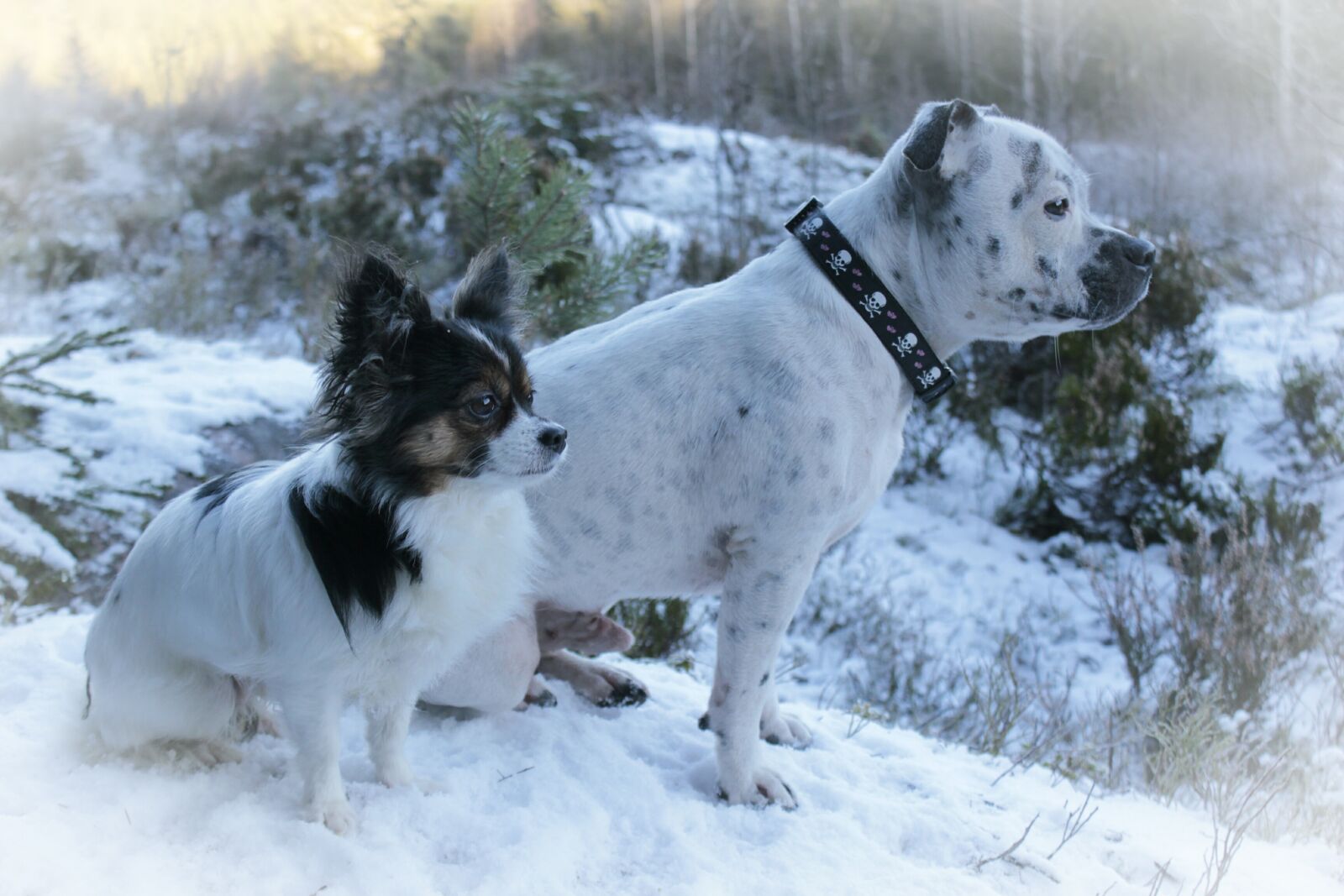 Canon EOS 550D (EOS Rebel T2i / EOS Kiss X4) sample photo. Dogs, chihuahua, english staffordshire photography