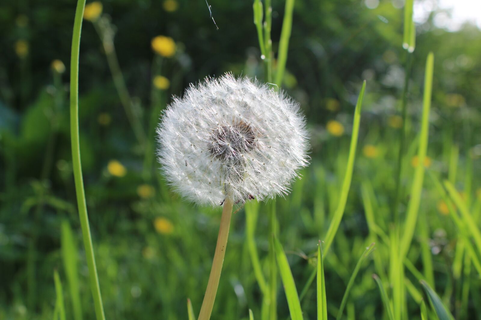 Canon EOS 600D (Rebel EOS T3i / EOS Kiss X5) sample photo. Pooh, dandelion, flower photography