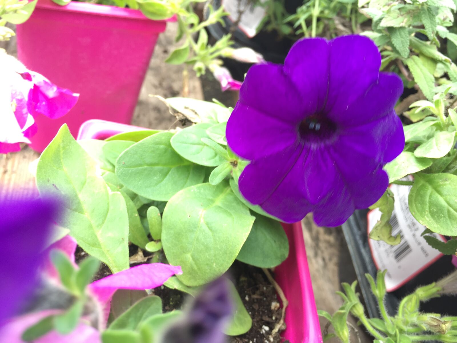 iPhone 6 back camera 4.15mm f/2.2 sample photo