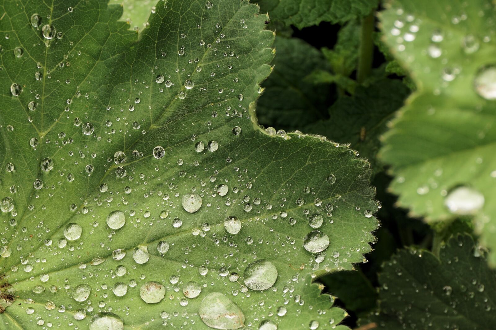 Sony a6000 sample photo. Leaf, water, dew photography