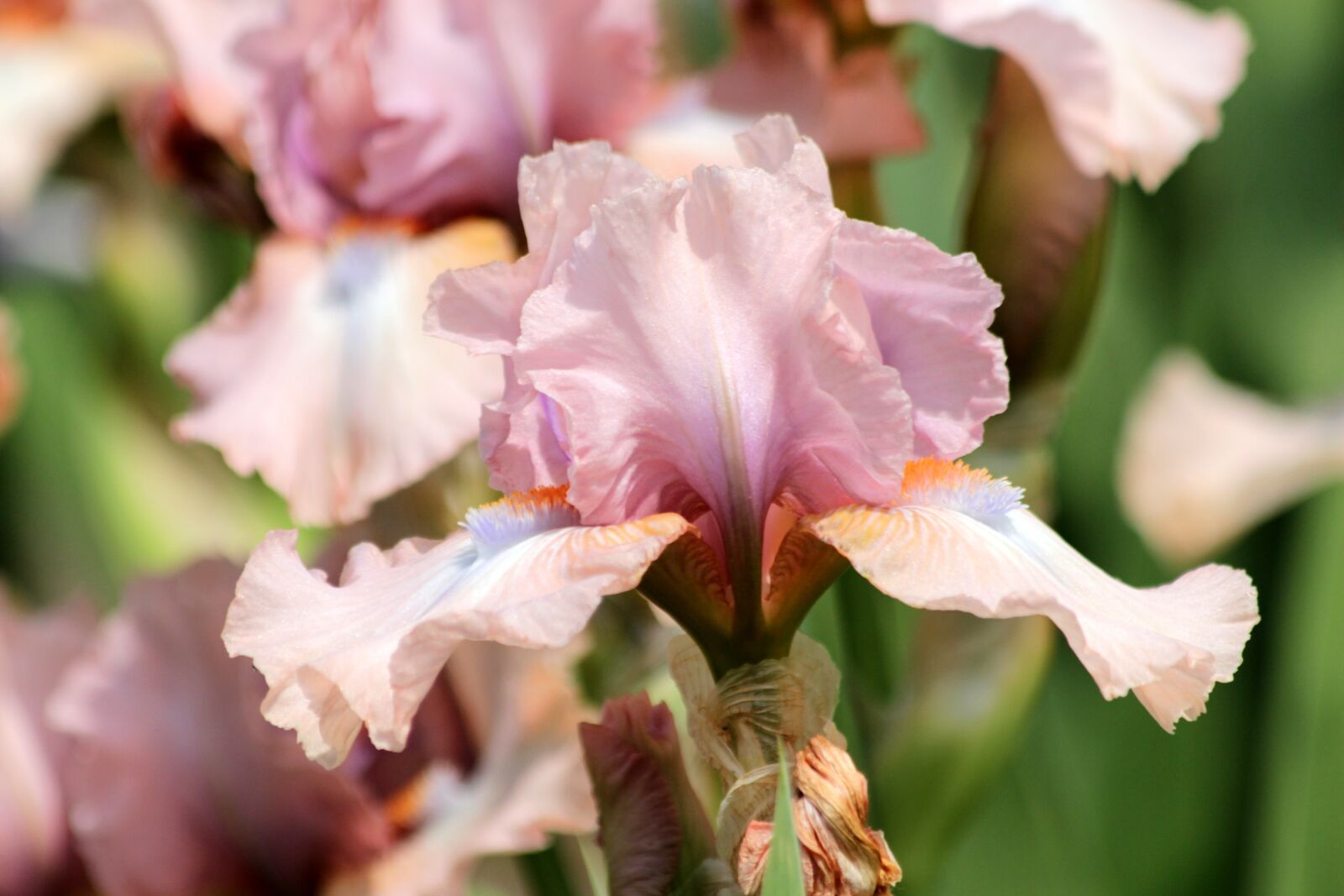 Canon EOS 650D (EOS Rebel T4i / EOS Kiss X6i) sample photo. Irises, flowers, pink irises photography
