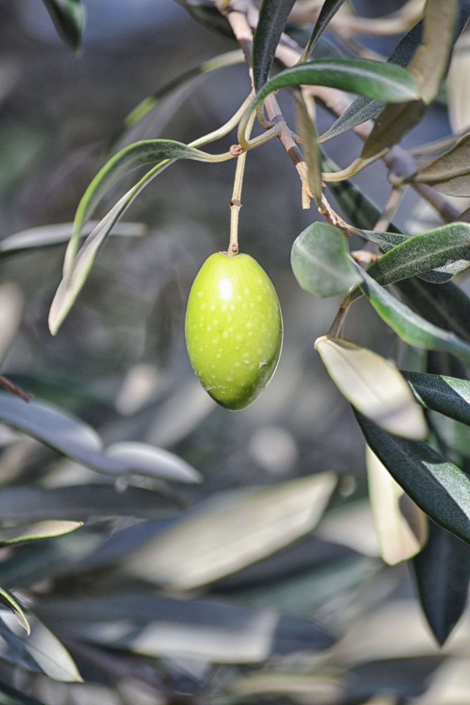 Nikon D3100 sample photo. Olive, agriculture, oil photography