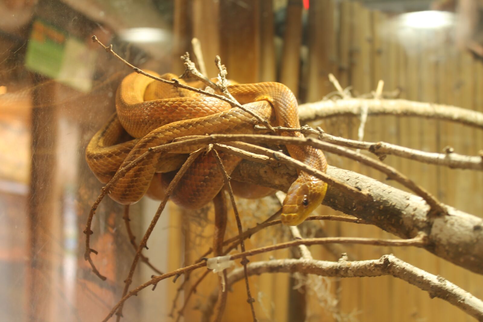 Canon EOS 1100D (EOS Rebel T3 / EOS Kiss X50) sample photo. Snake, reptile, zoo photography