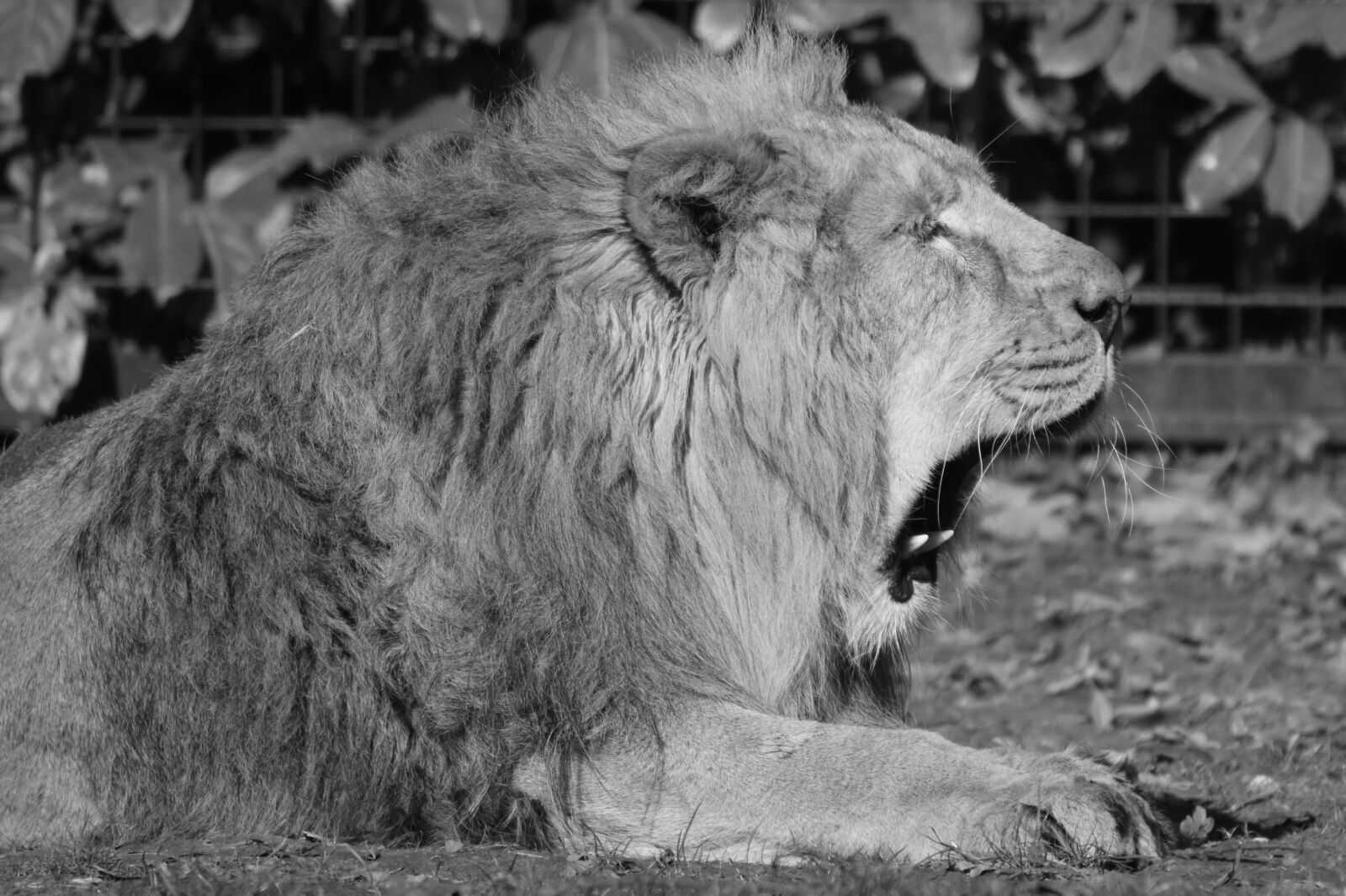 Nikon D7200 sample photo. Lion, animal, predator photography