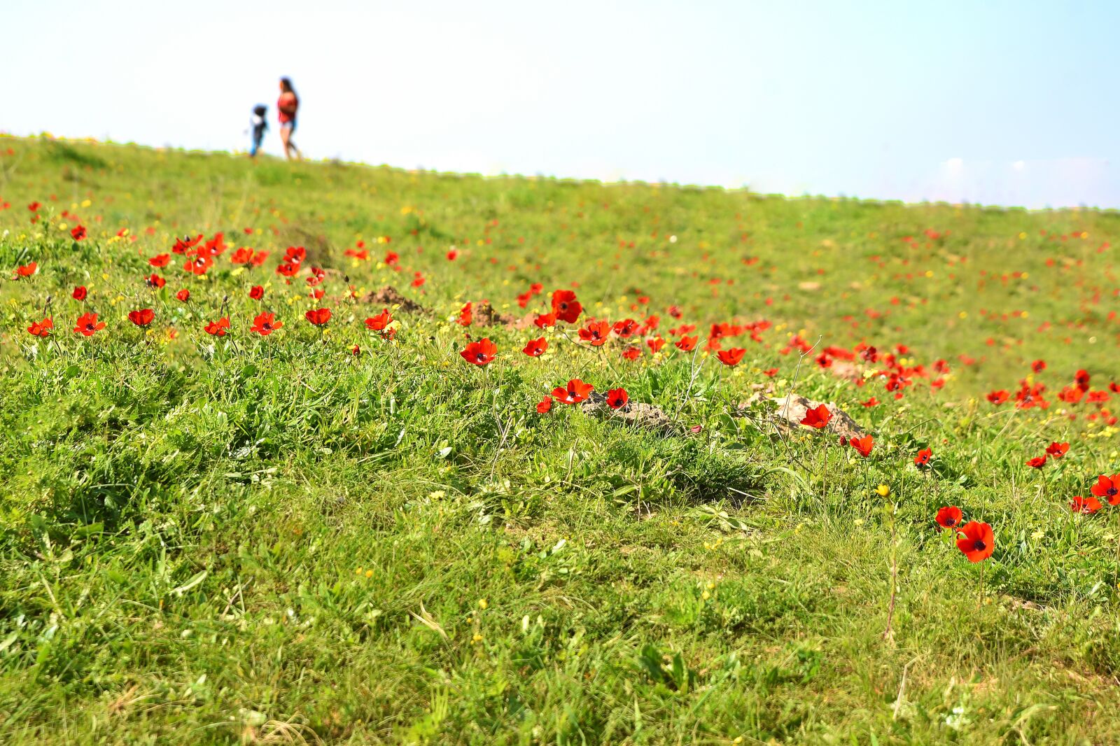 Nikon D750 sample photo. Flower, nature, poppy photography