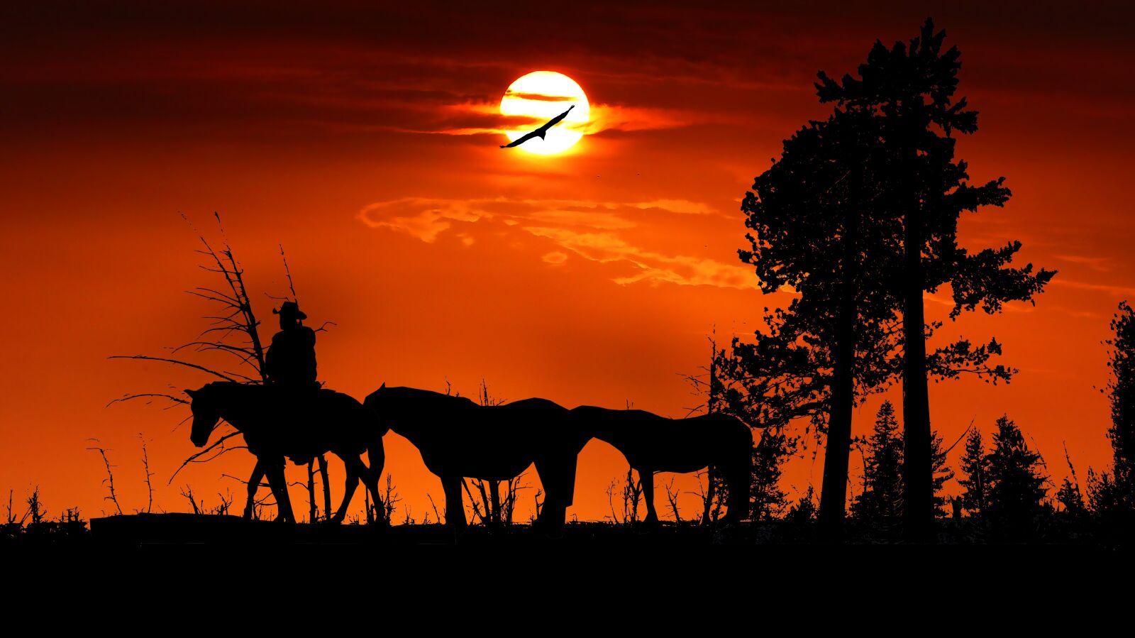 Panasonic Lumix DMC-FZ200 sample photo. Sunset, forest, jumper photography