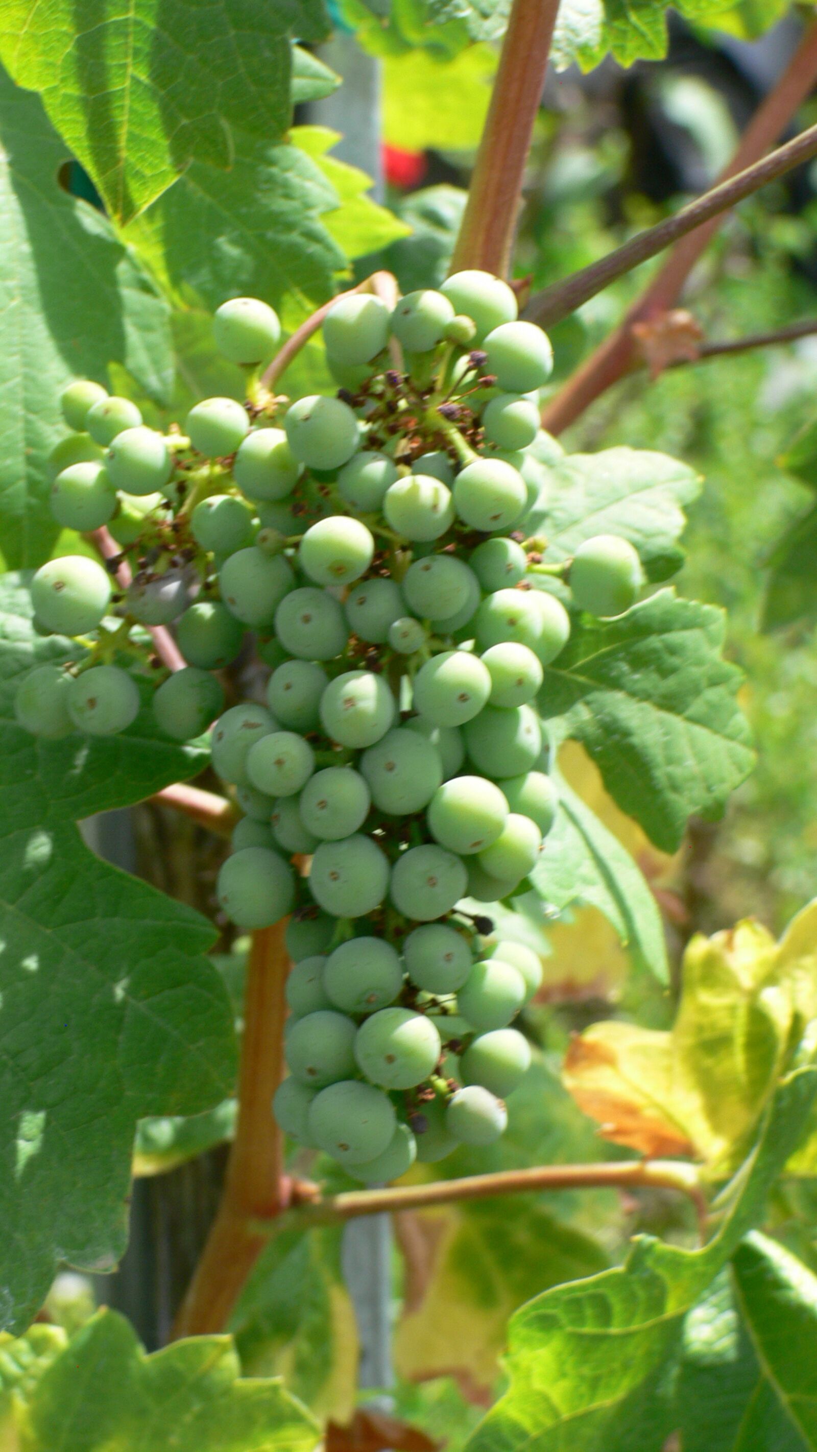 Panasonic DMC-FZ30 sample photo. Grape cluster, grapes, vineyard photography
