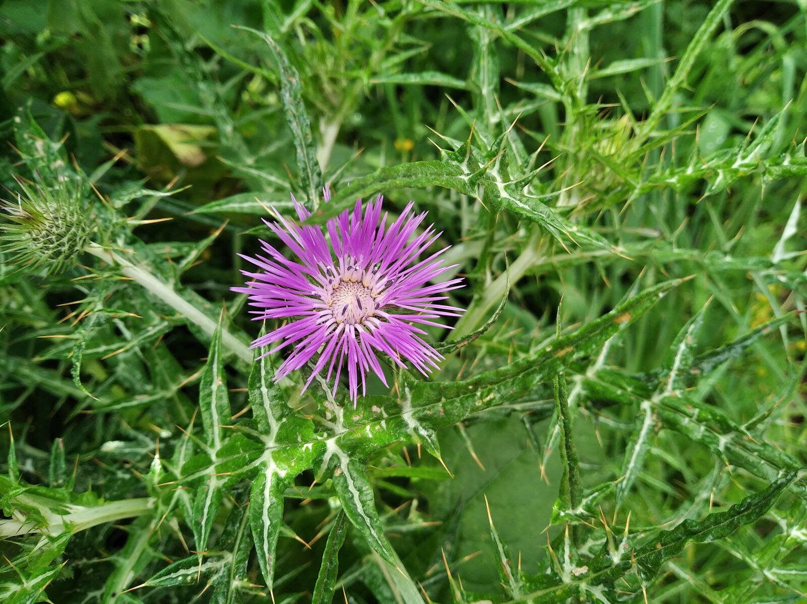 Xiaomi Redmi 7A sample photo. Flower, thistle, garden photography