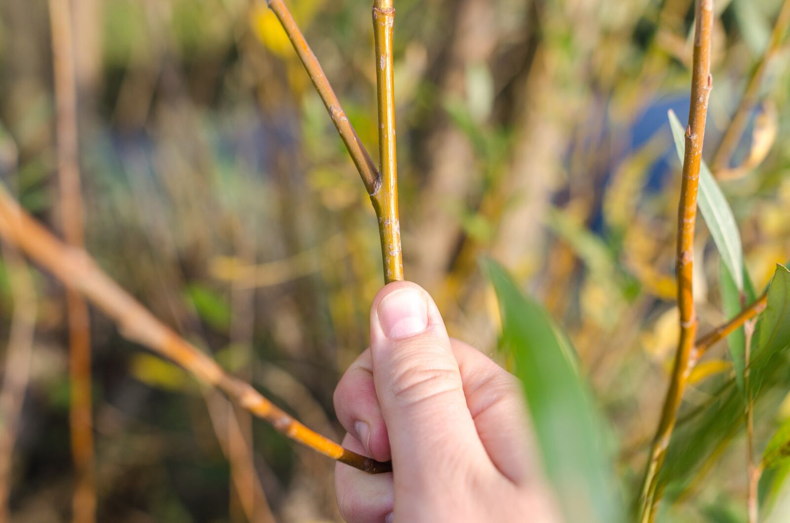 Nikon D5100 sample photo. Willow, nature, plant photography
