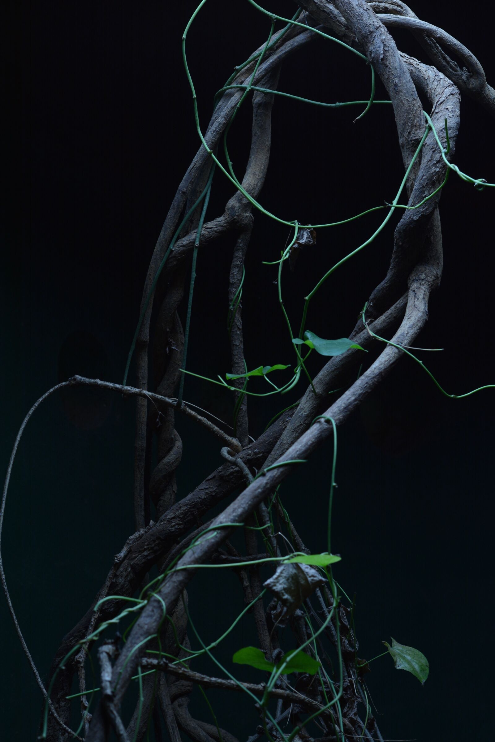 Nikon D7100 sample photo. Light, tree, forest photography