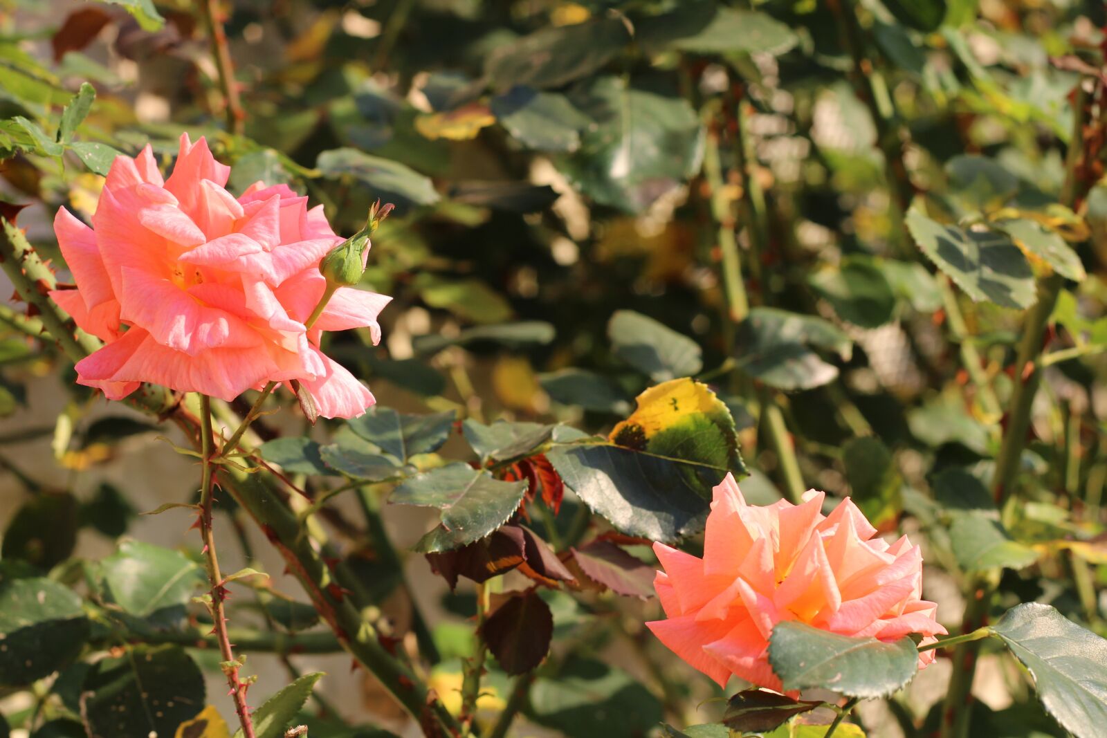Canon EOS 1200D (EOS Rebel T5 / EOS Kiss X70 / EOS Hi) + Canon EF 50mm F1.8 II sample photo. Thorns, pink, nature photography