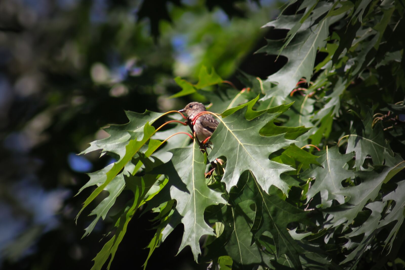 Canon EOS 550D (EOS Rebel T2i / EOS Kiss X4) sample photo. Tree pipit, perching birds photography