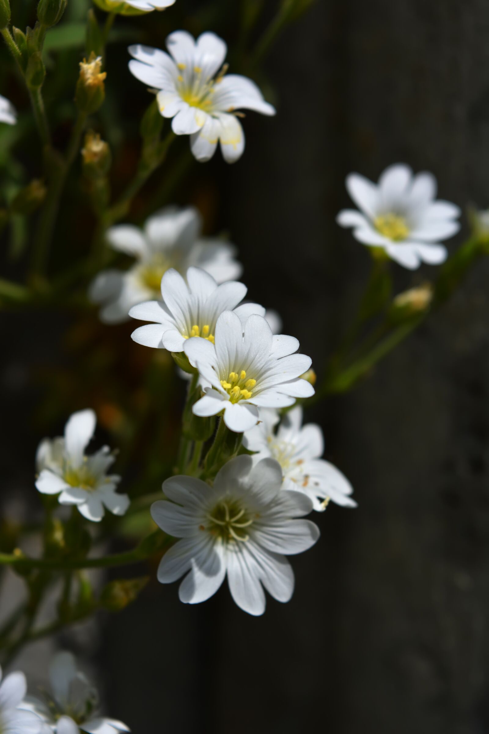 Nikon D5200 sample photo. Snowdrop, spring, flowers photography