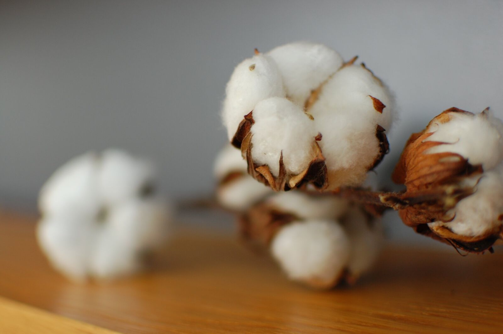 Nikon D40 sample photo. Cotton, close up, blur photography